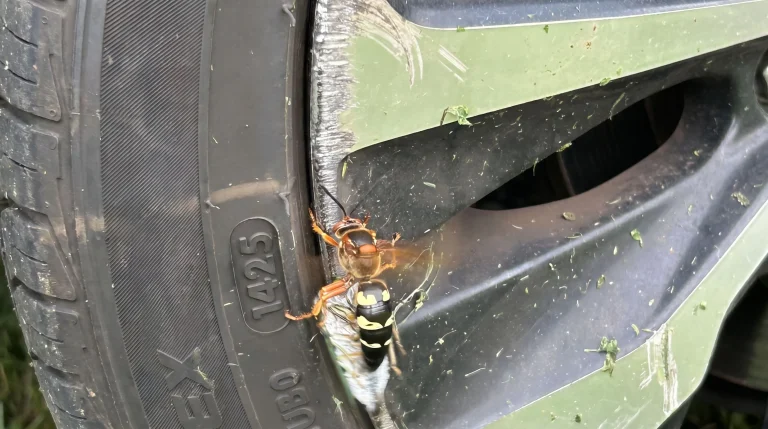 Vespa delle cicale in giardino: perché quei buchi nel prato non sono un pericolo