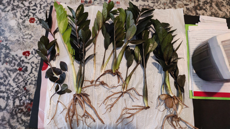 Zamioculcas che ingiallisce: il vaso di vendita nasconde il marciume, ecco come salvarla dai rizomi