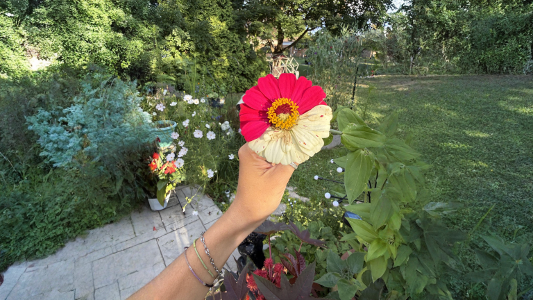 Zinnia striata: perché ogni fiore ha un disegno diverso e il seme non lo copia