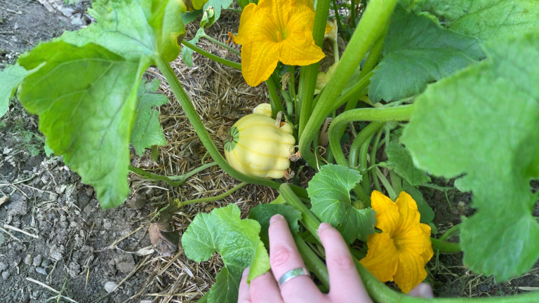 Zucca amara e frutti misteriosi nell orto: cosa dice davvero la genetica (e quando non va mangiata)