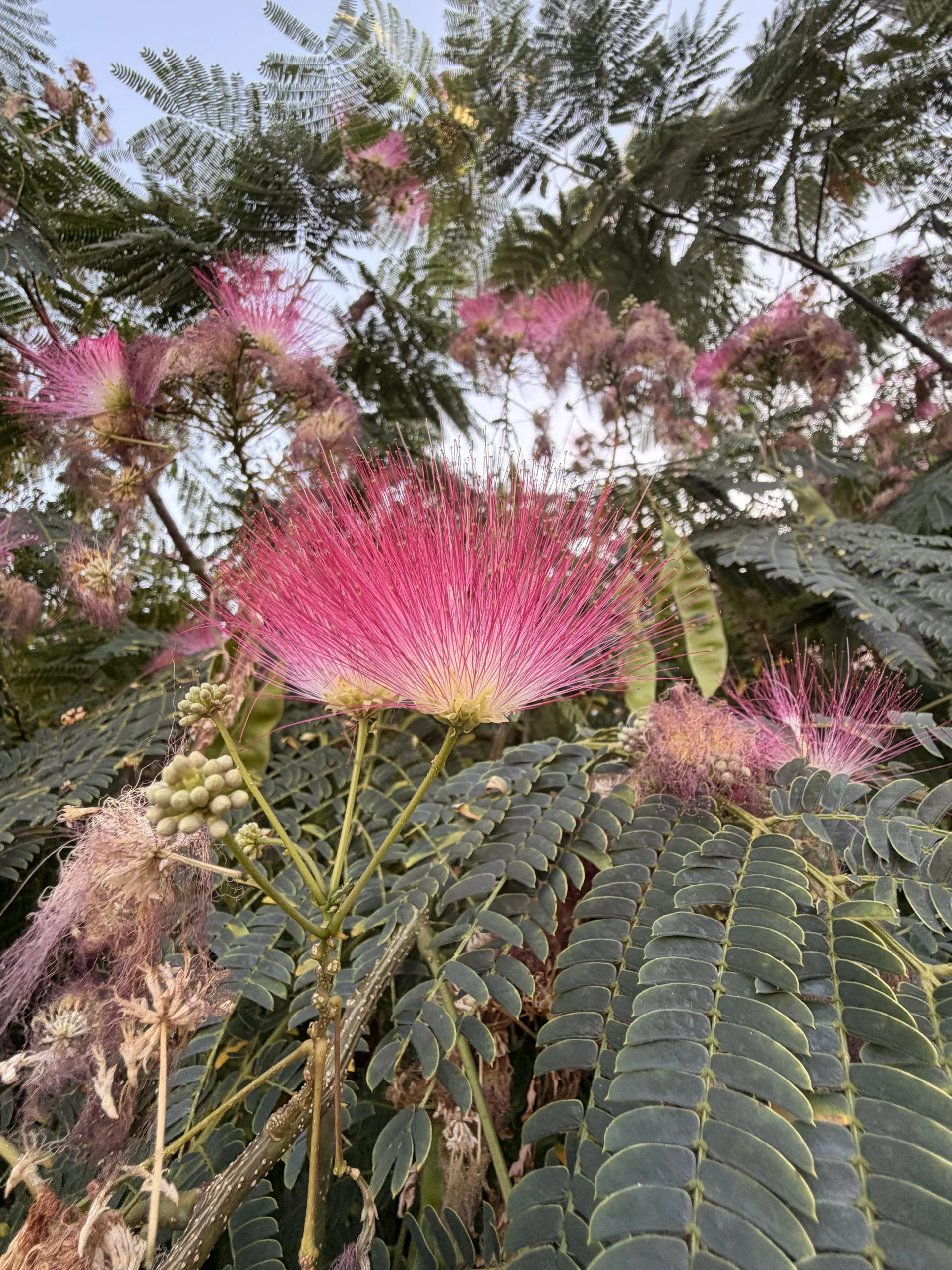 Albero della seta: quei pennacchi rosa non sono petali, e di notte le foglie dormono davvero