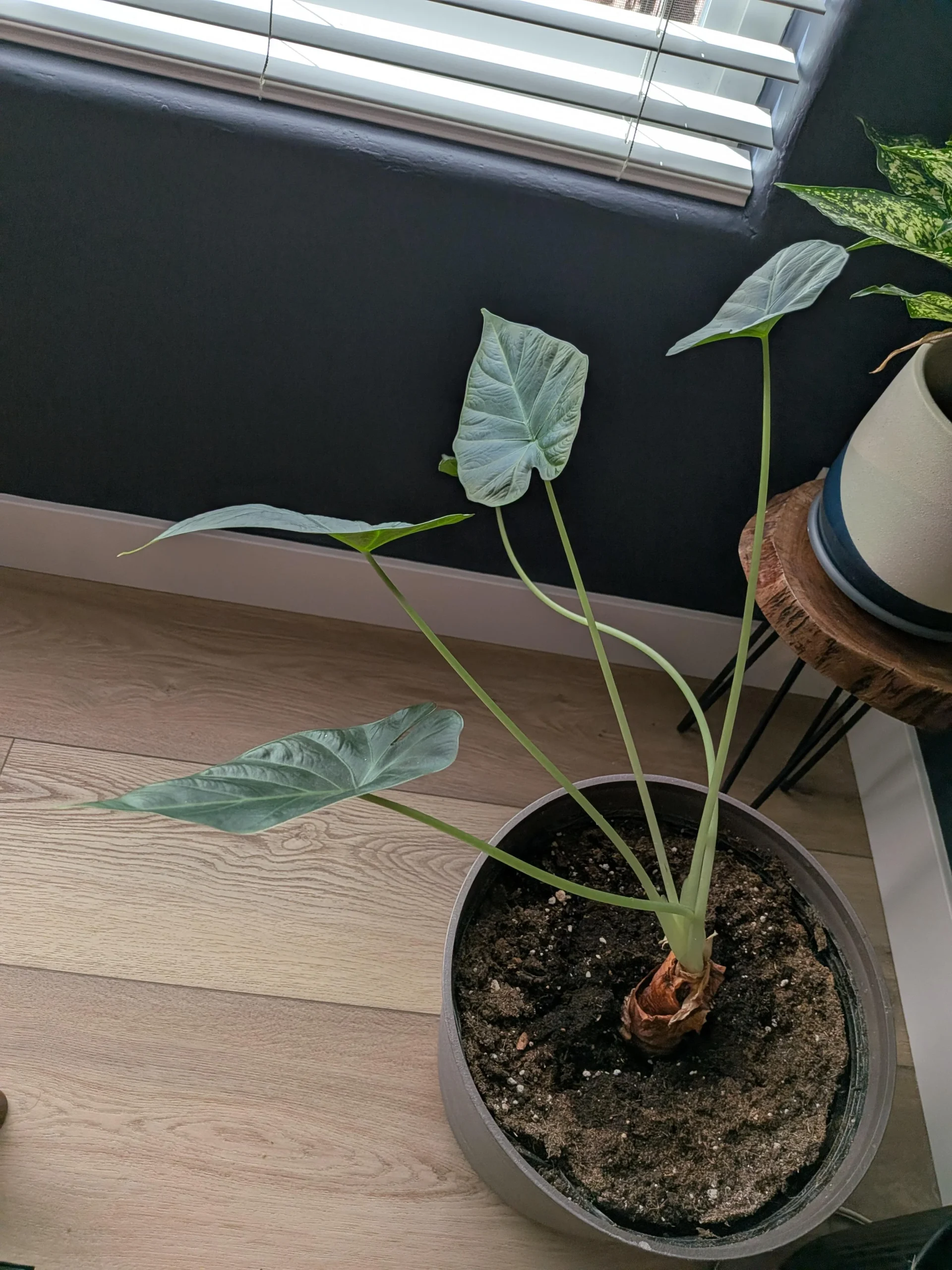 Alocasia con foglie sempre più piccole: come leggere il bilancio energetico e fermare il rimpicciolimento