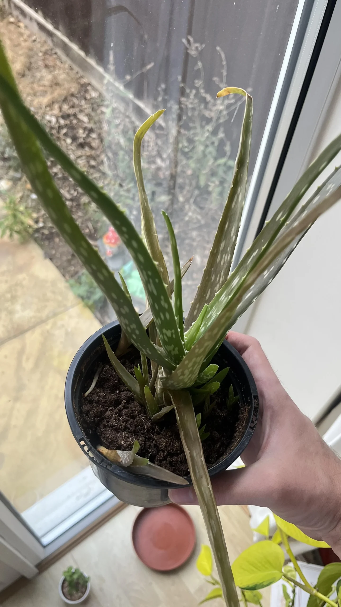Aloe vera con foglie marroni: come capire se si è solo abbronzata o se sta marcendo