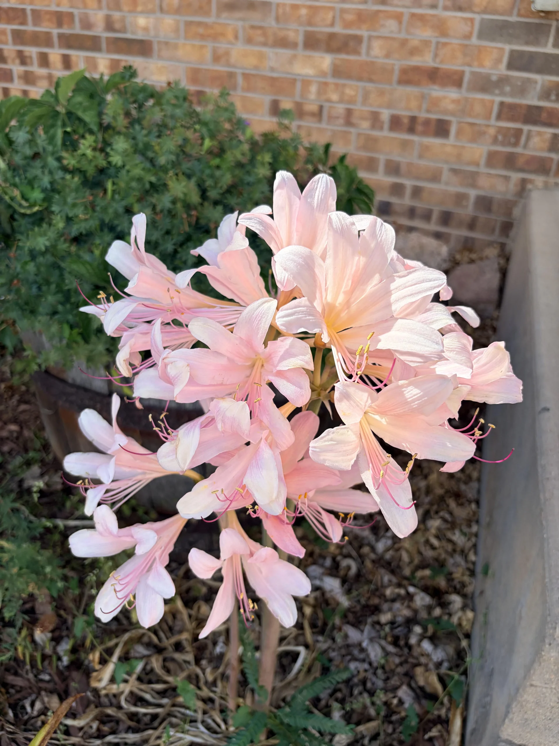 Amaryllis belladonna, il giglio nudo che fiorisce ad agosto senza una goccia d'acqua
