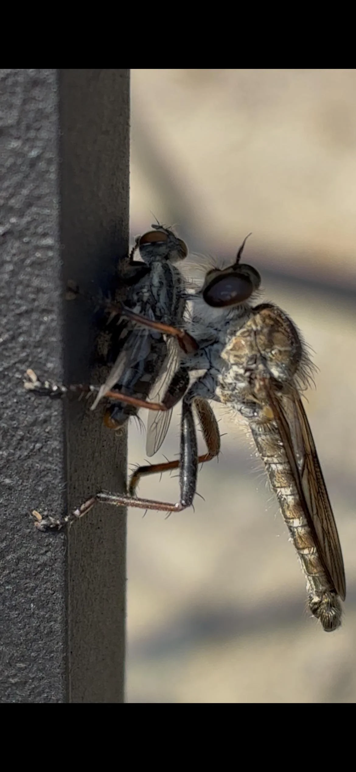 Asilide, la mosca rapace dell'orto: come riconoscerla e perché non va uccisa