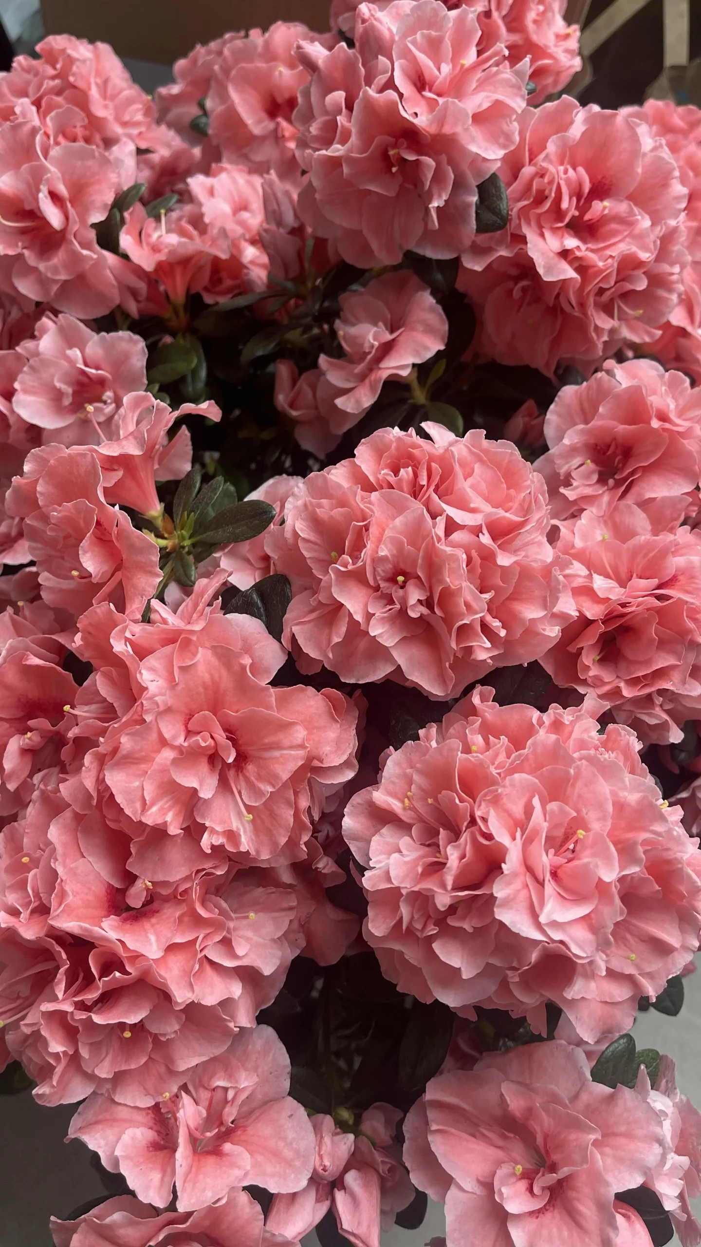 Azalea secca ridotta a stecchi dopo il caldo: come recuperarla passo per passo