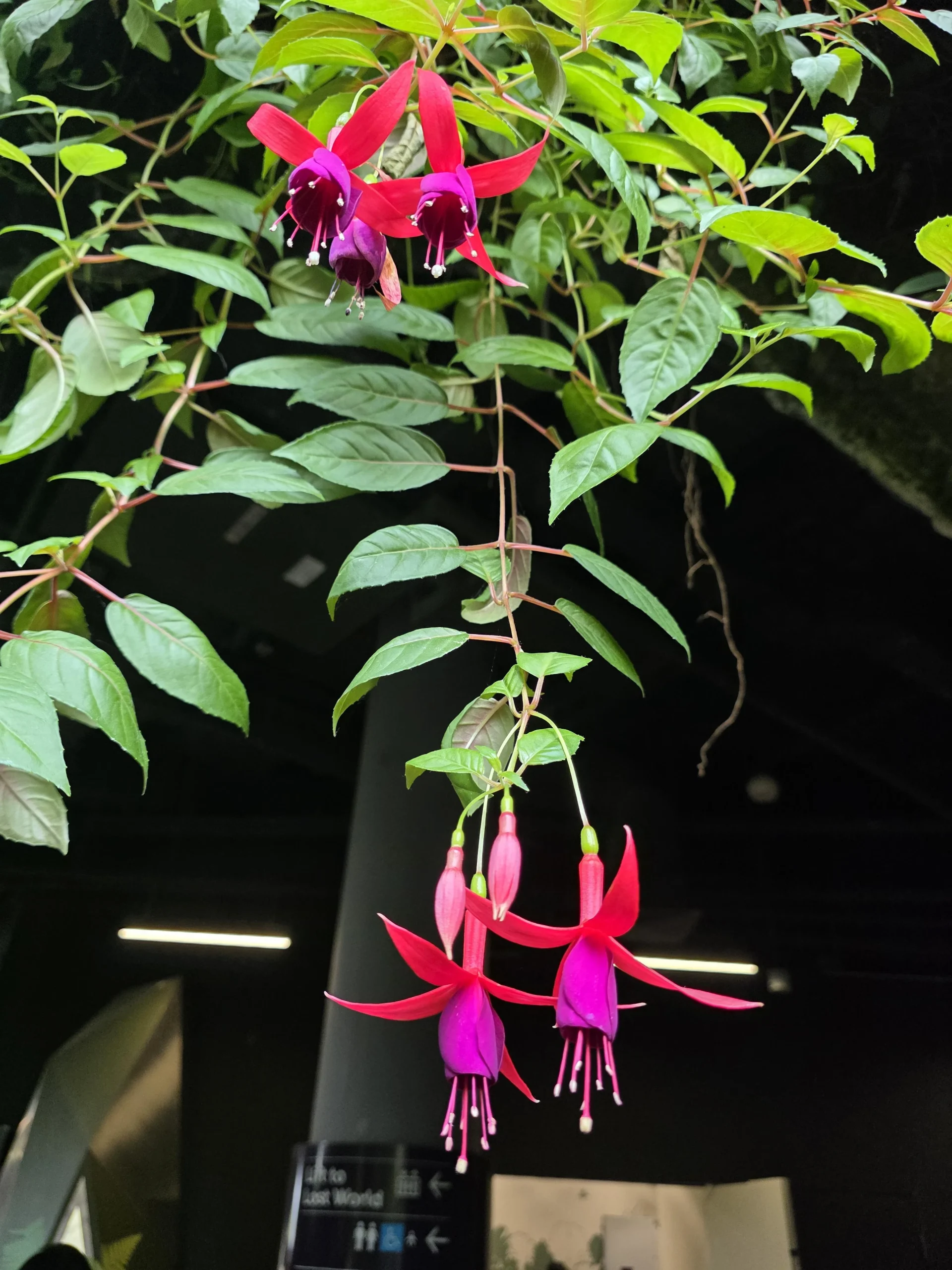 Bacche di fucsia commestibili: il cesto sospeso da cui si raccoglie qualcosa da mangiare