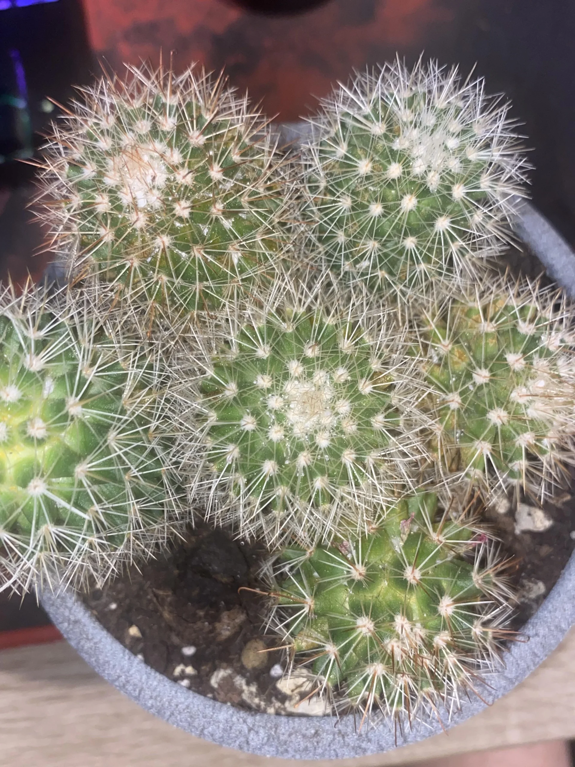 Batuffoli bianchi e macchie marroni sul cactus: come capire se è cocciniglia o normale invecchiamento