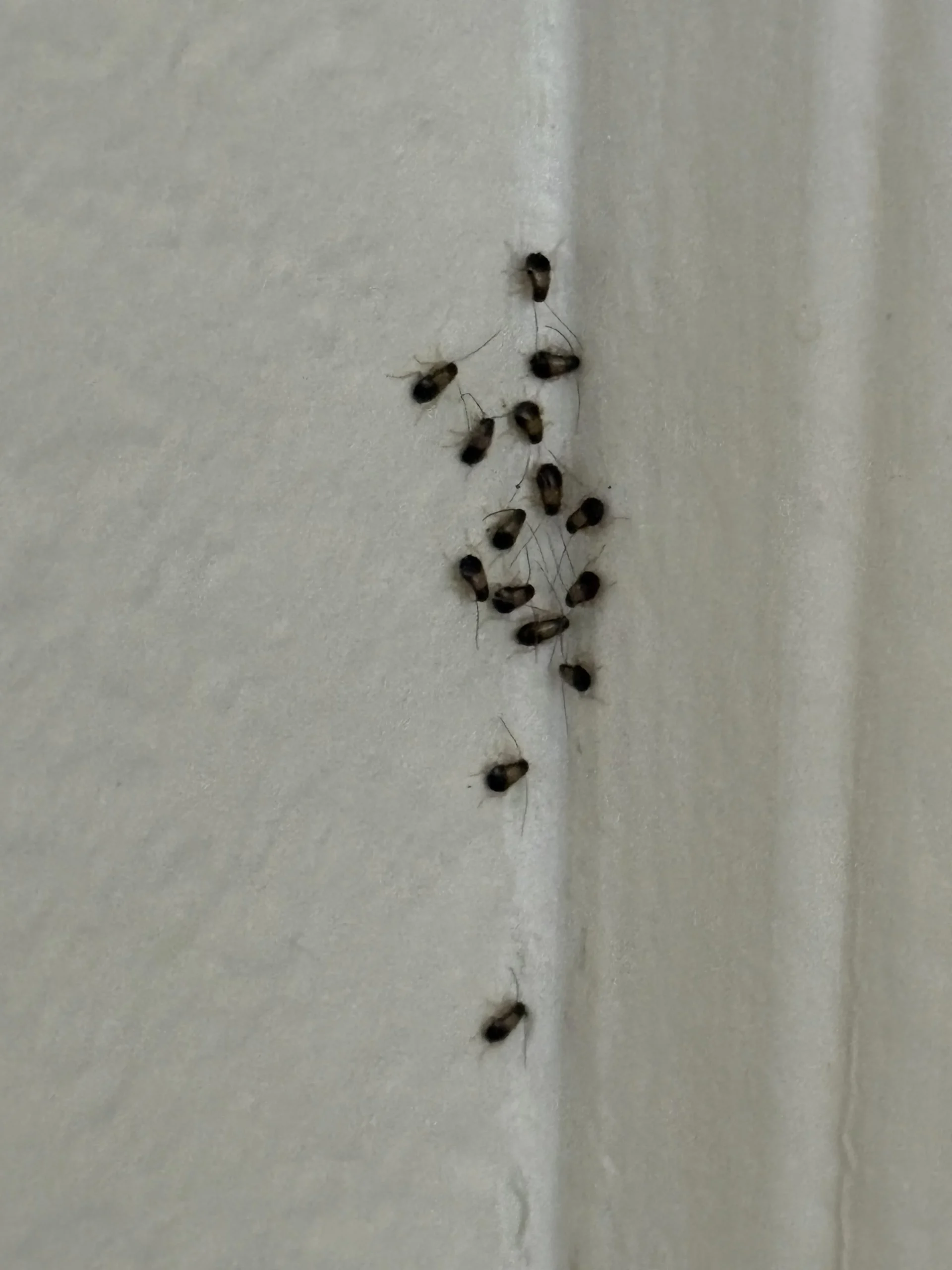 Blattella germanica in casa: come riconoscerla in 30 secondi e perché lo spray peggiora tutto
