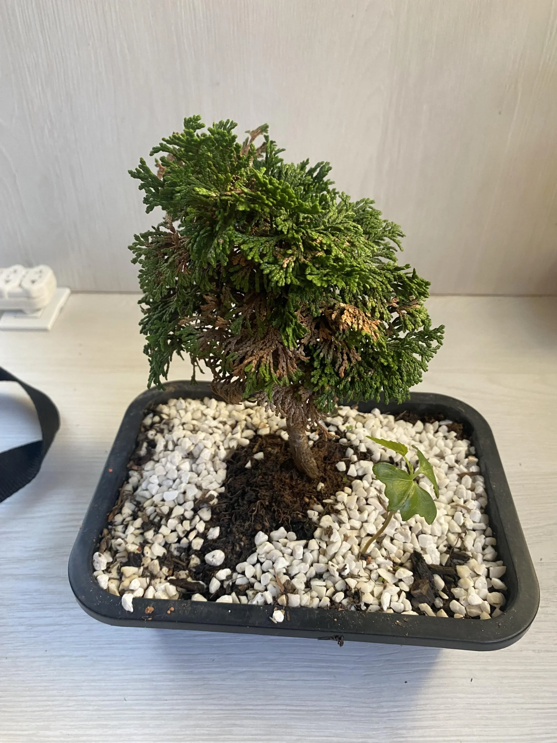 Bonsai di ginepro con foglie marroni: come capire se è muta normale o se è già morto