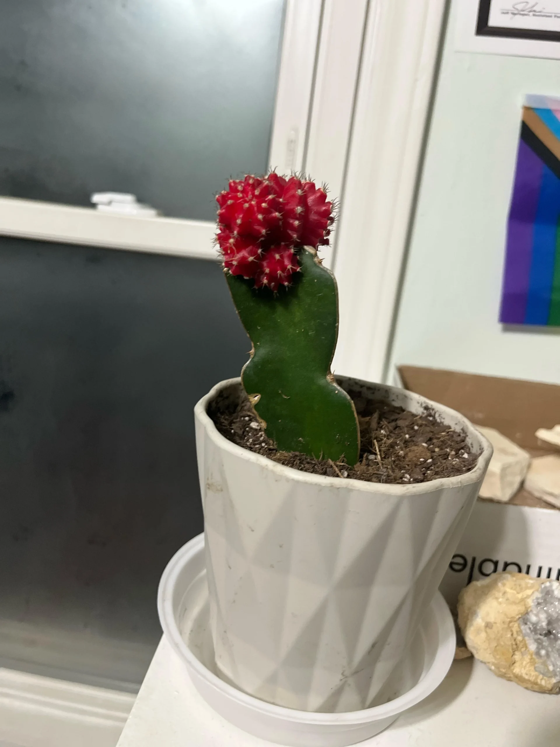 Cactus luna: la pallina colorata non è la pianta, ecco cosa curare davvero