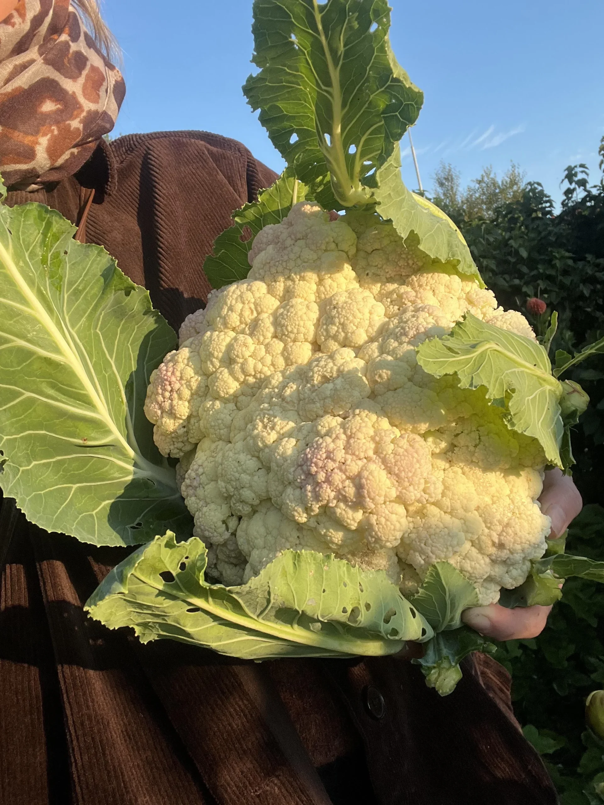 Cavolfiore gigante: la testa da 3 kg si decide contando le foglie, non con il concime