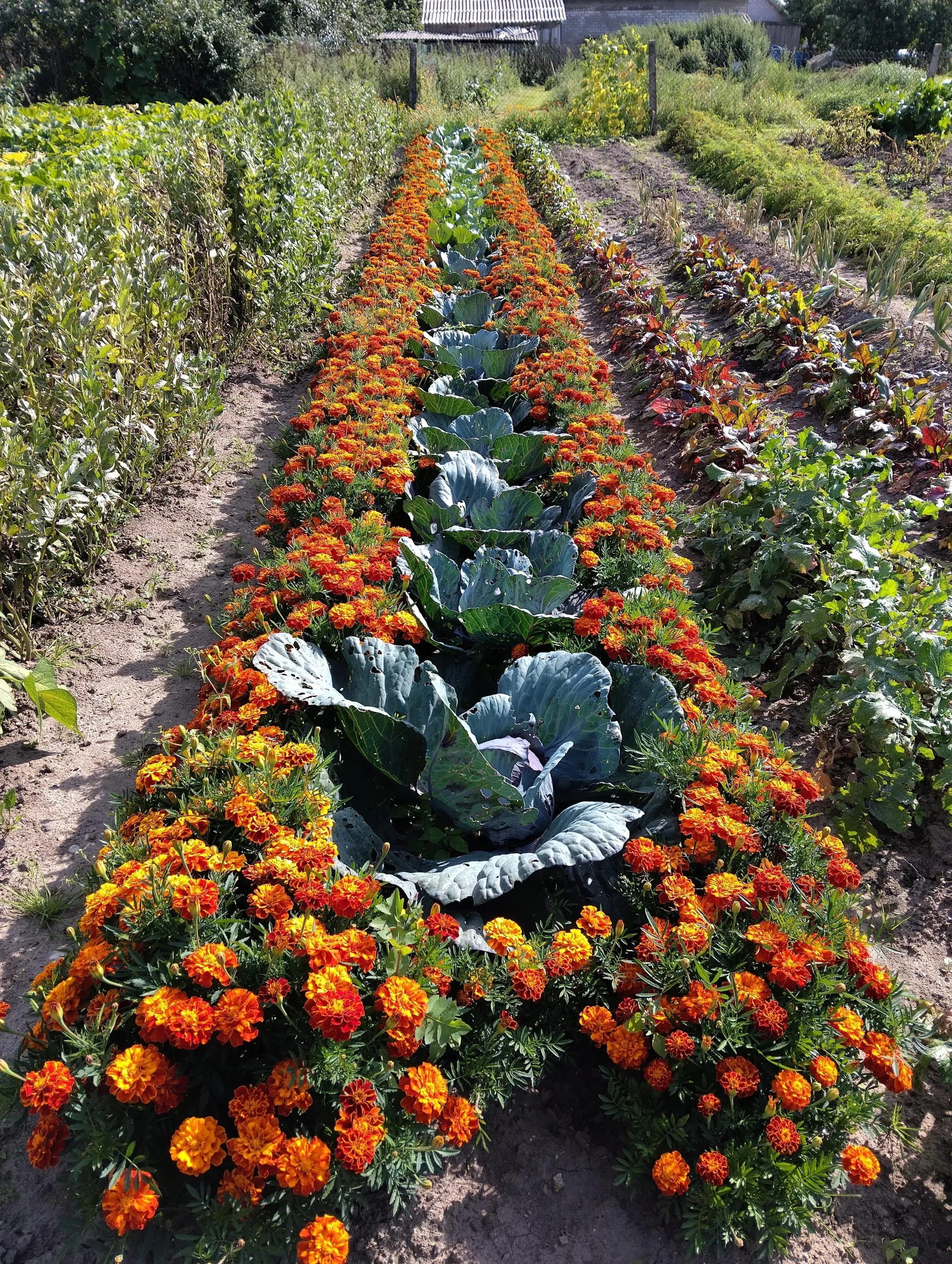 Cavoli e tagete: il fiore non ferma la cavolaia, ma sotto terra lavora davvero