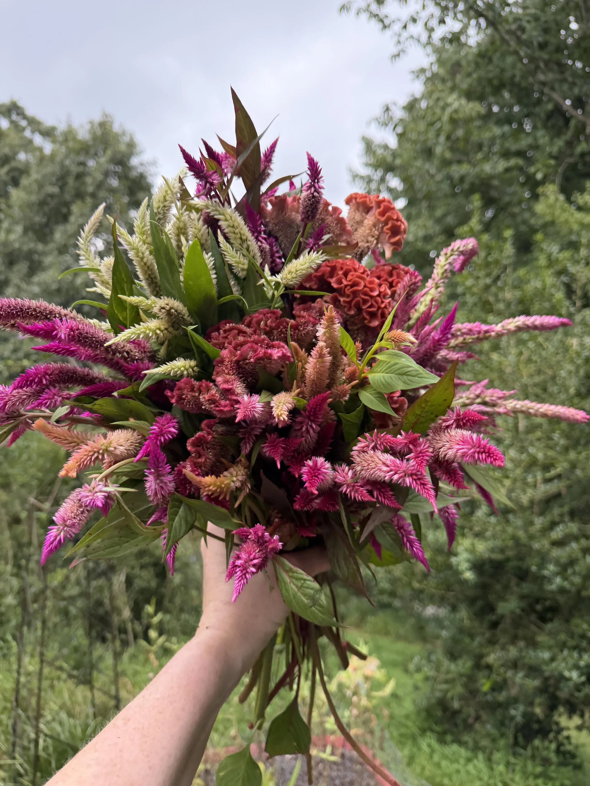 Celosia che si autosemina: perché ricompare dopo anni e nascono creste, piume e colori nuovi