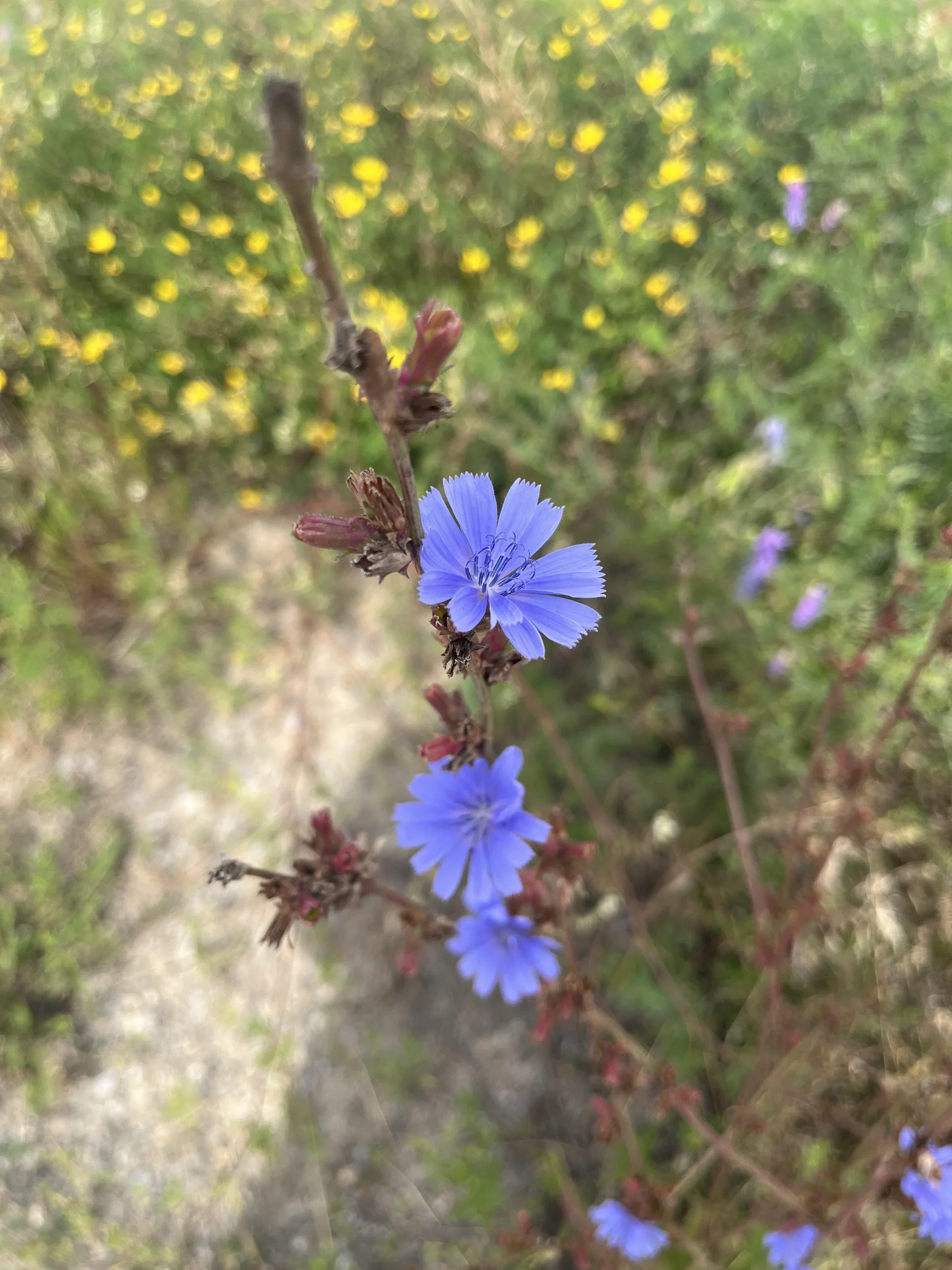 Cicoria selvatica, il fiore azzurro dei fossi che in aiuola dura solo una mattina