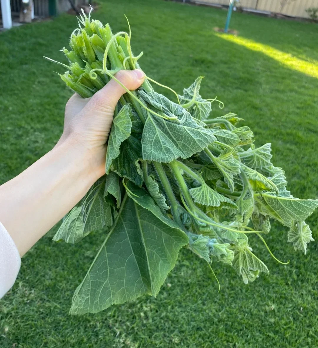 Cime di zucca commestibili: cimatura di fine estate e tenerumi in padella