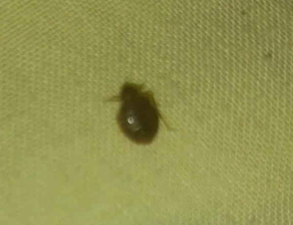 Cimice dei letti: come riconoscerla dalle tracce sul materasso prima ancora di vedere l insetto