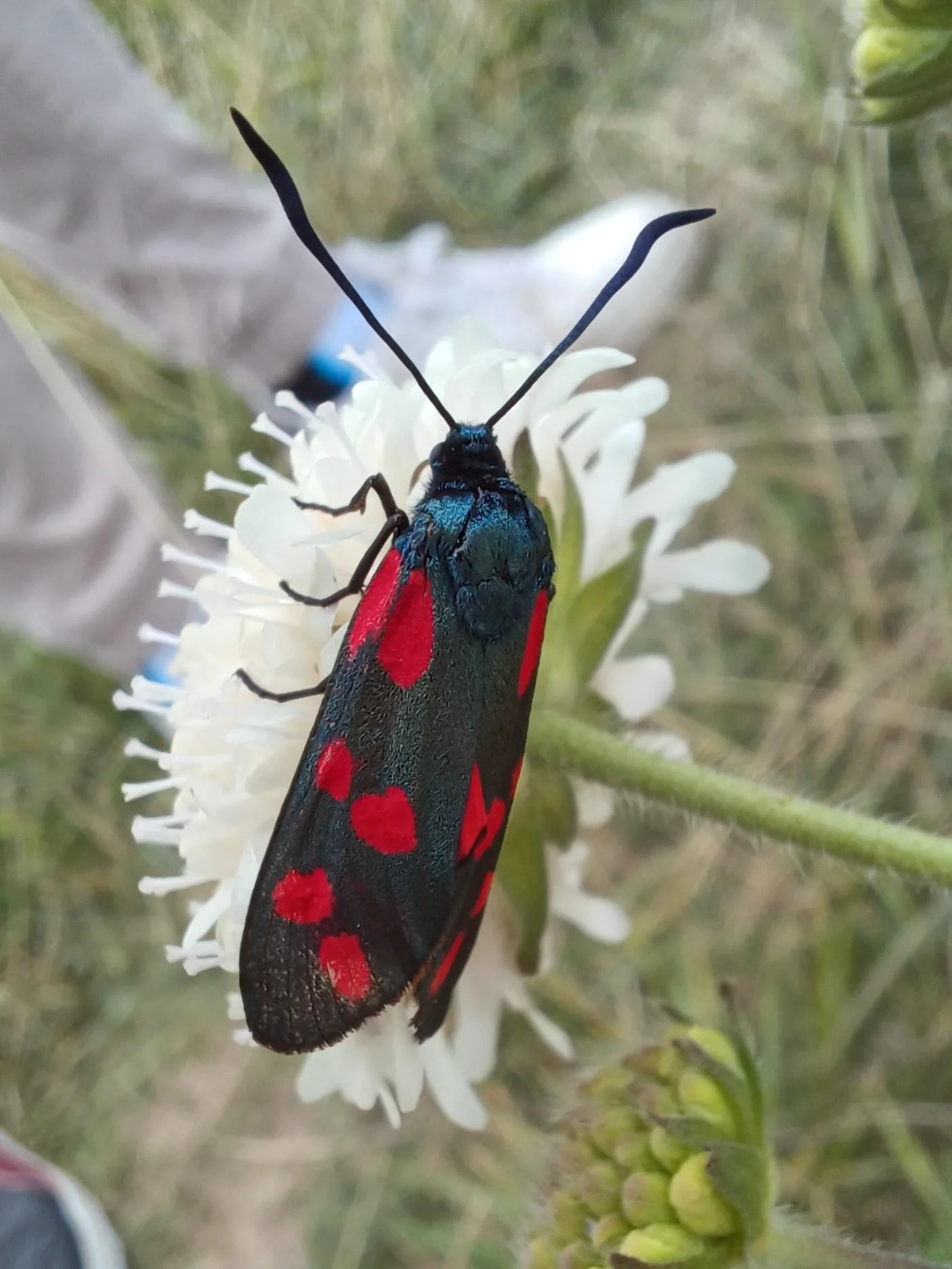 Cimice rosso-nera in giardino: cos'è davvero il Pyrrhocoris apterus e perché non devi preoccuparti