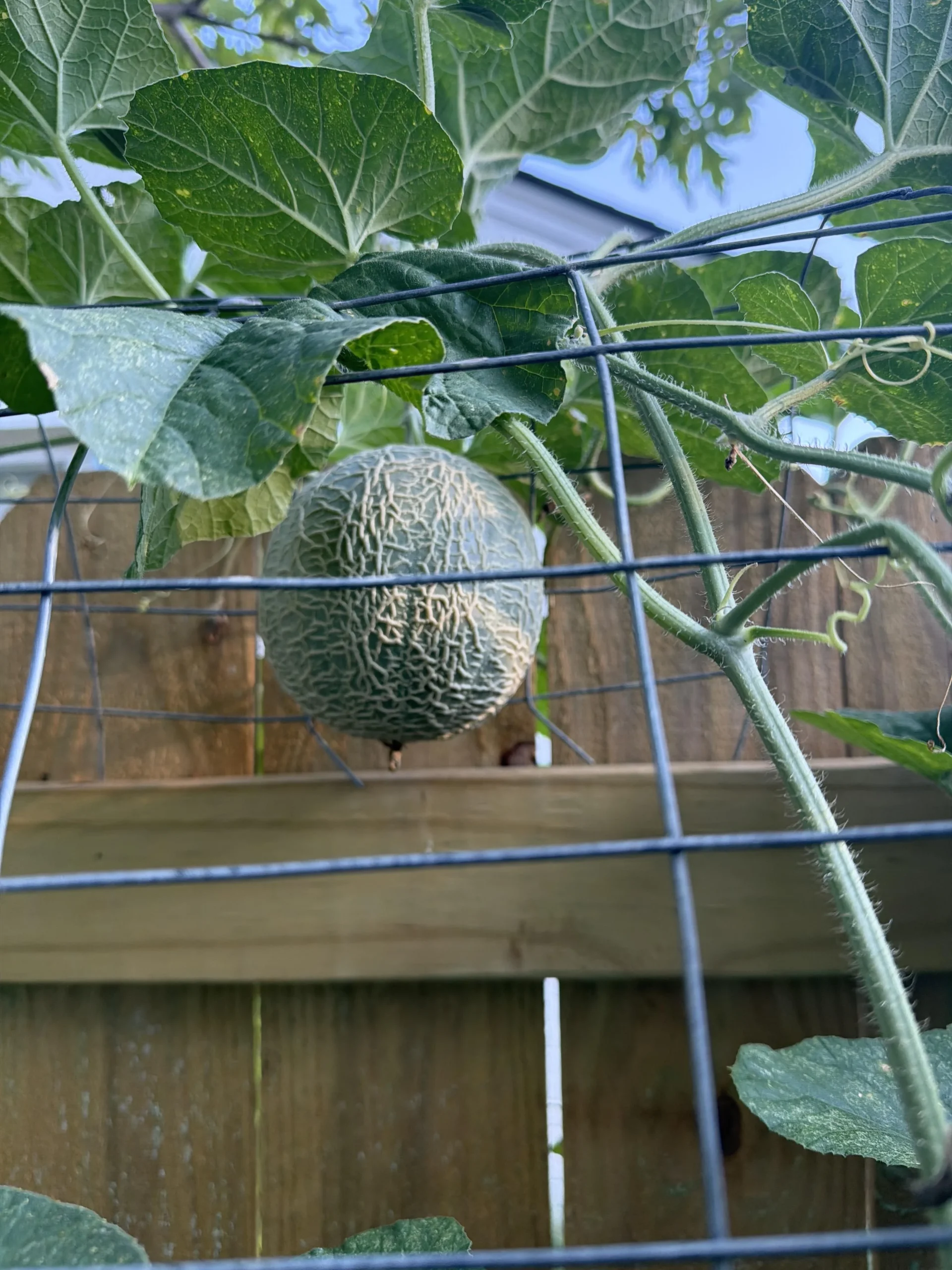 Coltivare il melone in verticale: la rete, l'amaca per il frutto e i segnali della maturazione