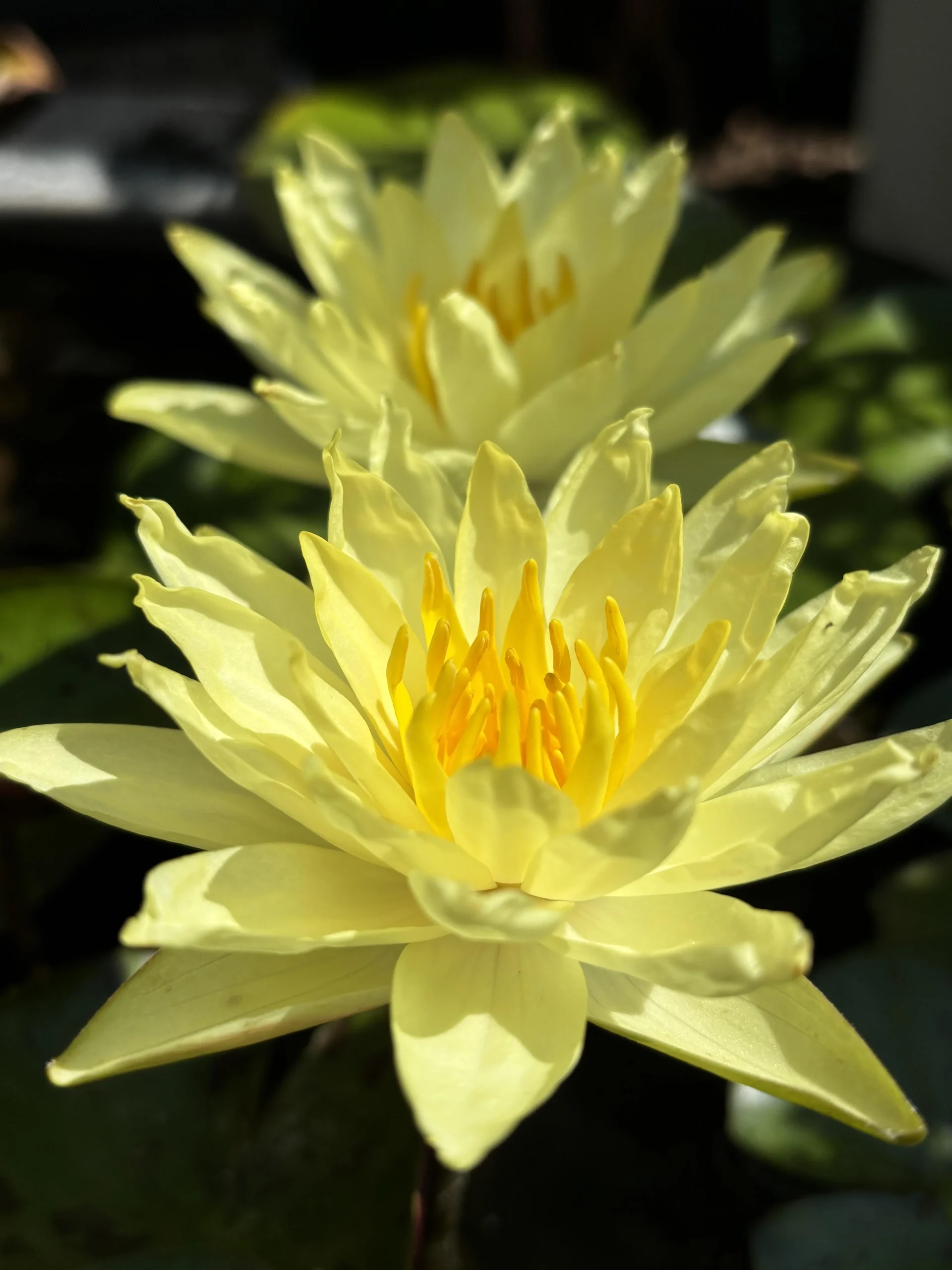 Coltivare ninfee in vaso sul balcone: guida al mini-laghetto anche senza giardino