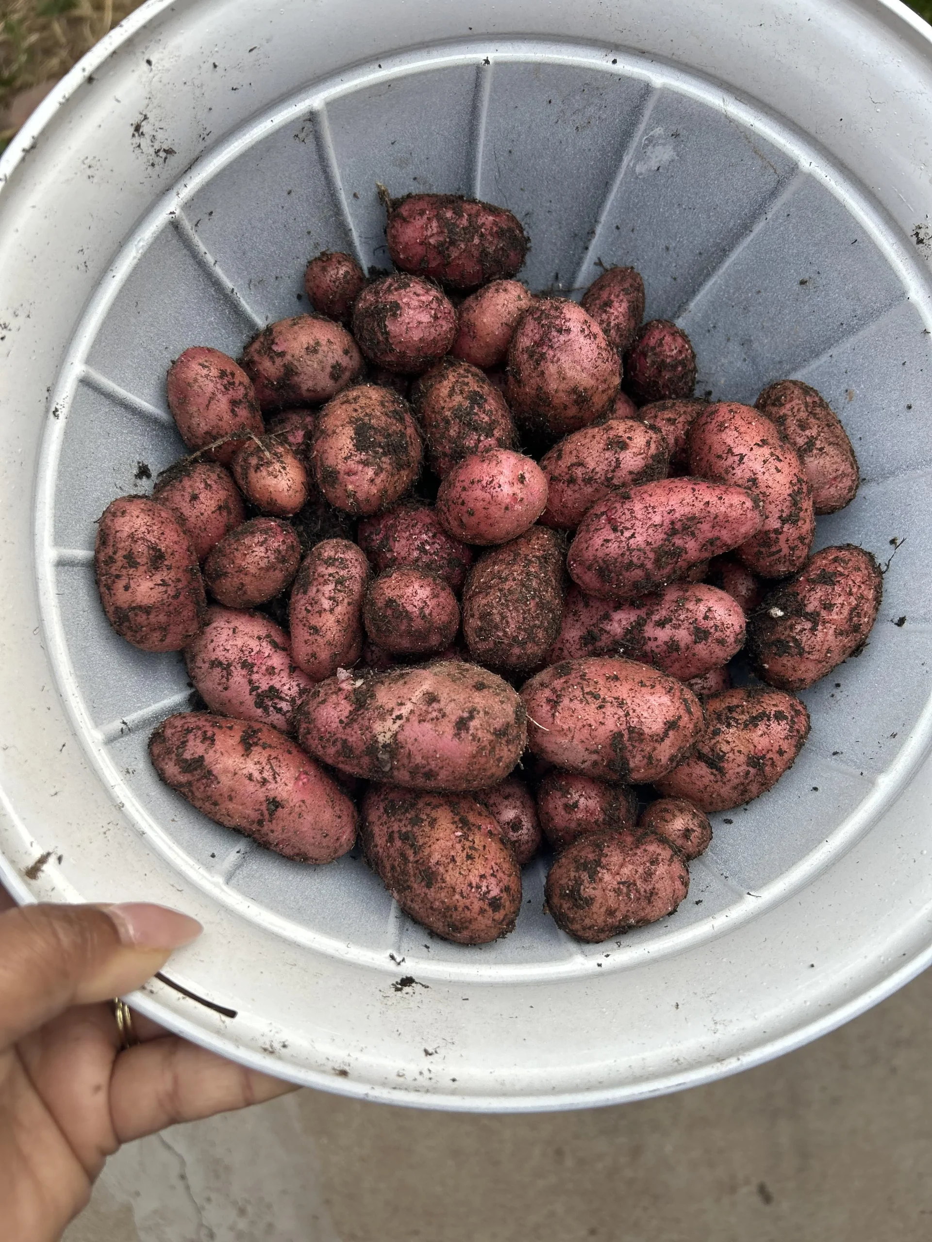 Coltivare patate in sacchi sul balcone: la guida che ti fa raccogliere chili, non manciate