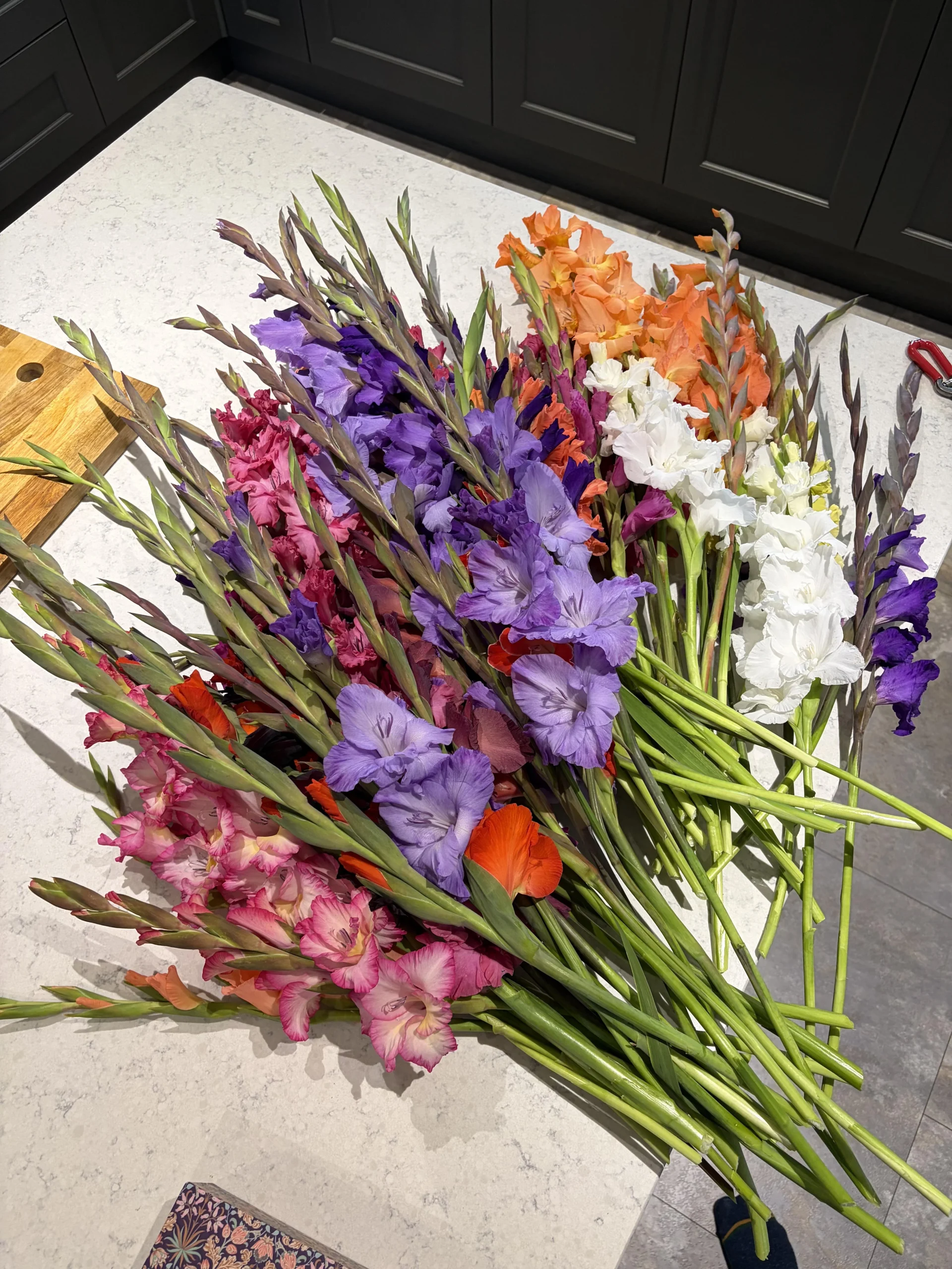 Come coltivare i gladioli: guida completa dal bulbo al fiore reciso
