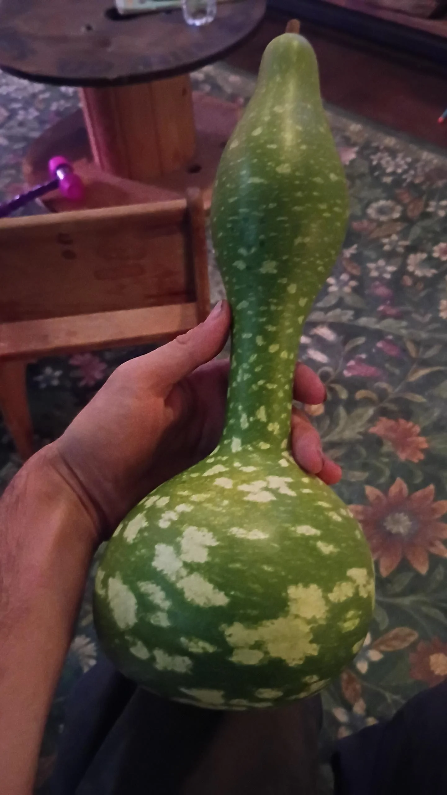Come essiccare la zucca lagenaria e farne un fiasco: la muffa non è un errore