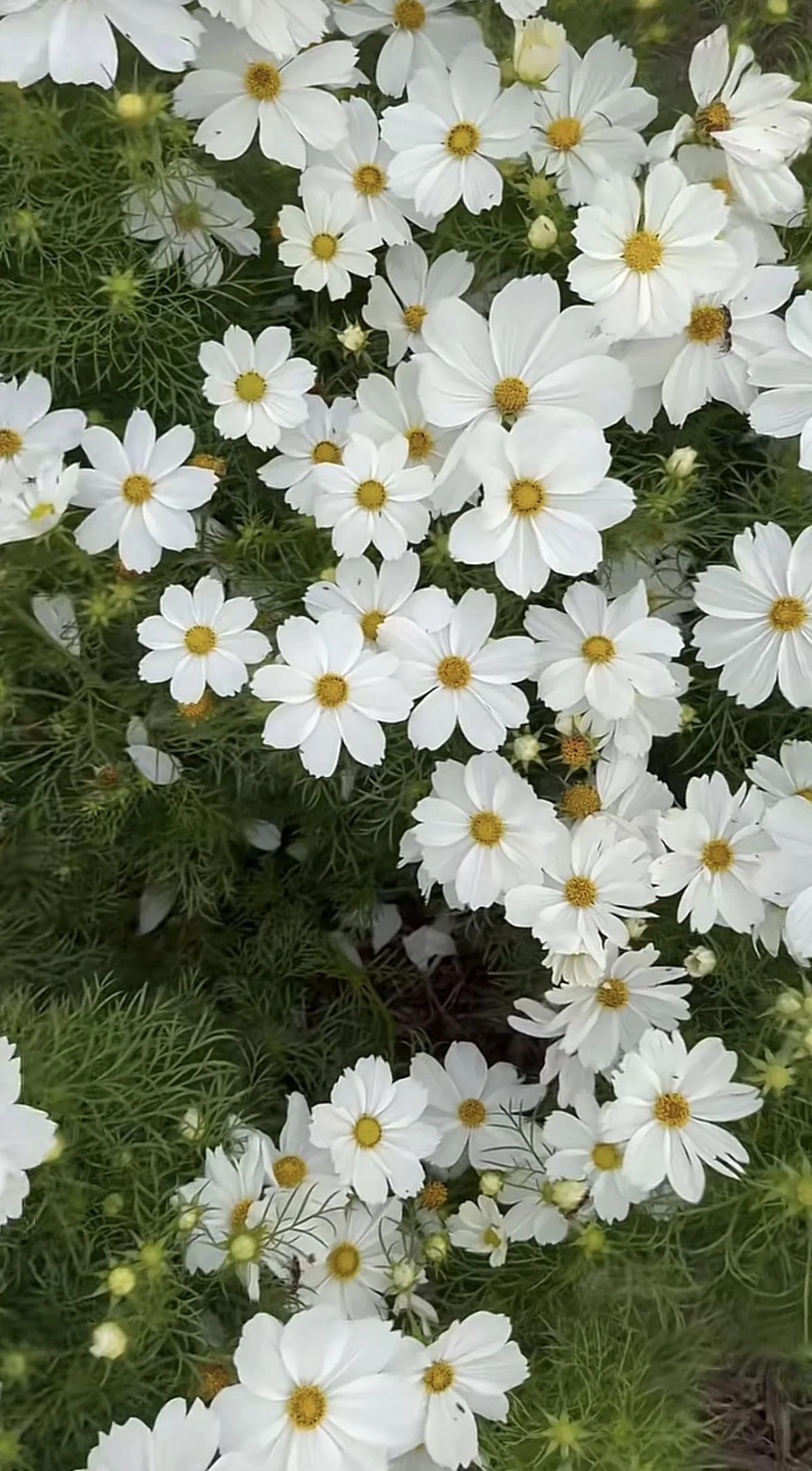 Cosmos che non fiorisce? Mettilo a dieta: 3 mosse per avere fiori e non due metri di foglie