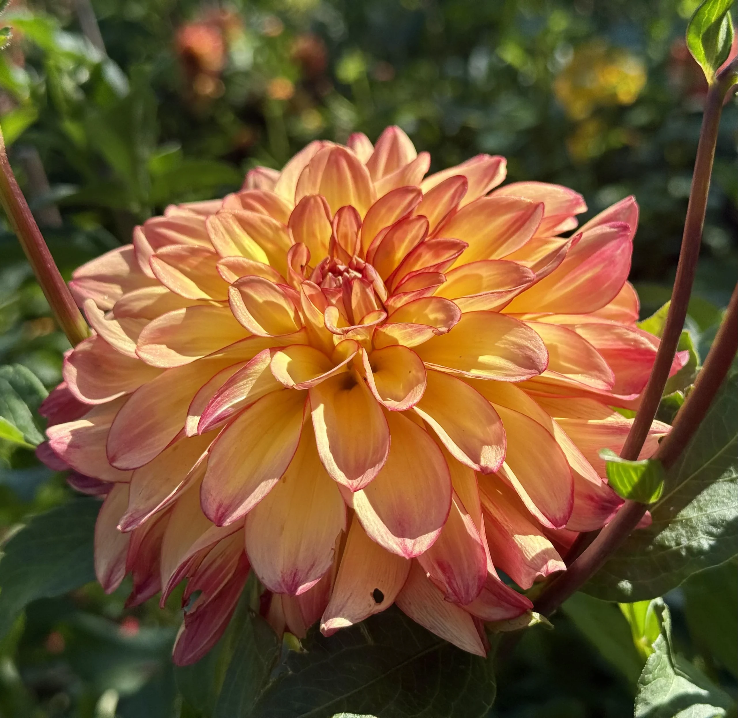 Dalia: come capire se è un bocciolo o un fiore sfiorito (e dove tagliare per fiorire fino a novembre)