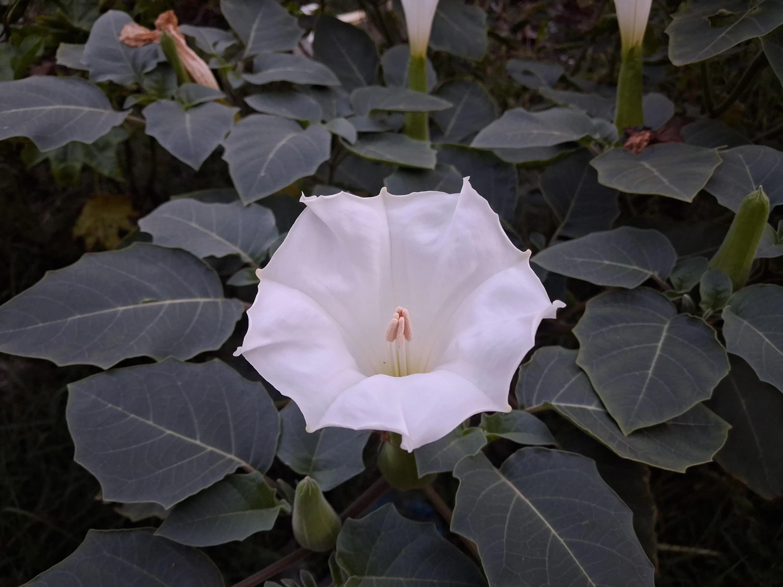 Datura, lo stramonio dai grandi fiori bianchi a tromba: come riconoscerlo e cosa fare se spunta nell orto