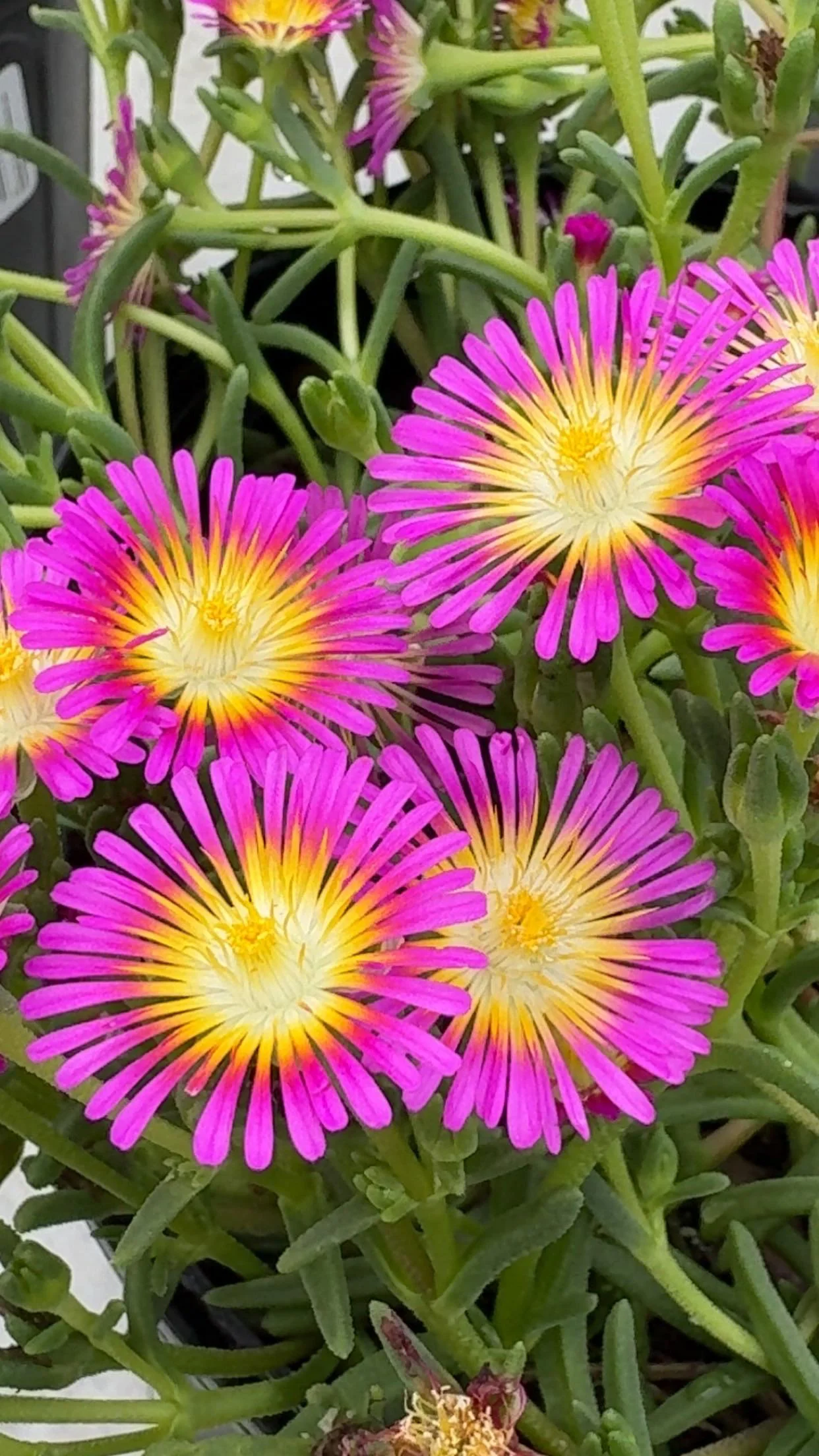 Delosperma, il fiore di ghiaccio che apre e chiude i petali col sole: la guida per scarpate e terrazzi roventi
