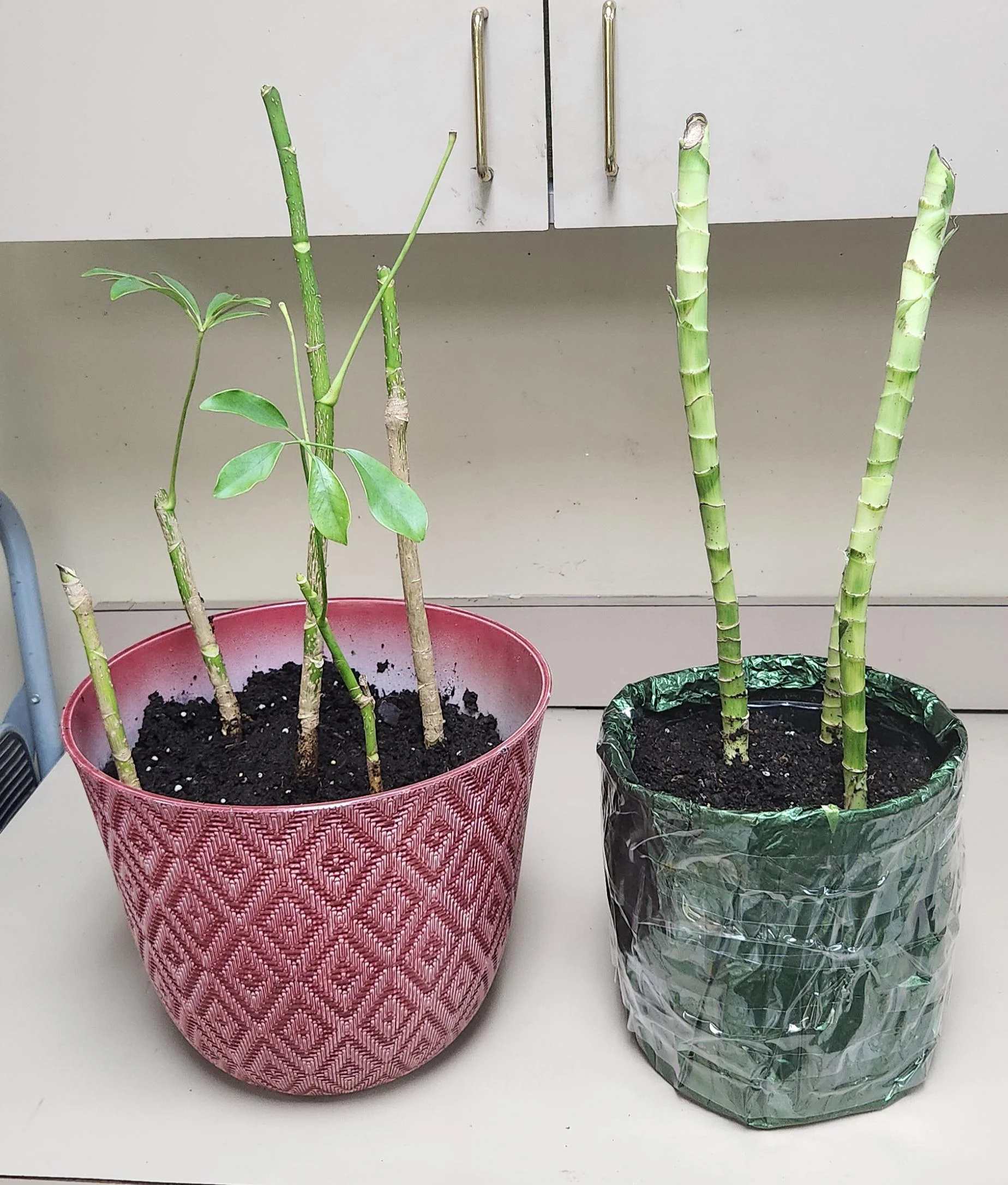 Dracena tagliata: ricresce davvero? Dove nascono i getti e perché il vero rischio è l'acqua