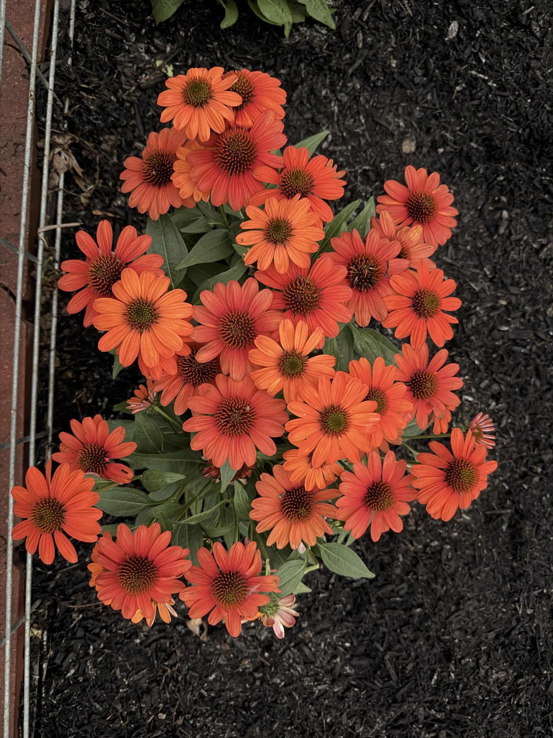 Echinacea e rudbeckia: sembrano gemelle ma una torna ogni anno e l'altra sparisce