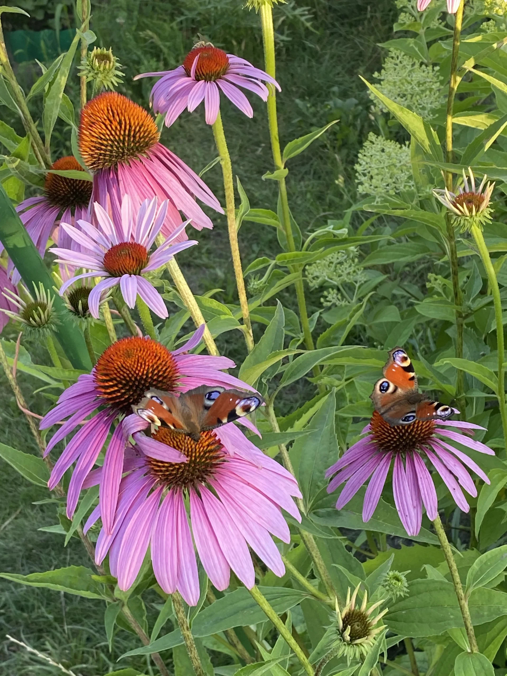 Echinacea purpurea: guida completa alla coltivazione in giardino nel clima italiano
