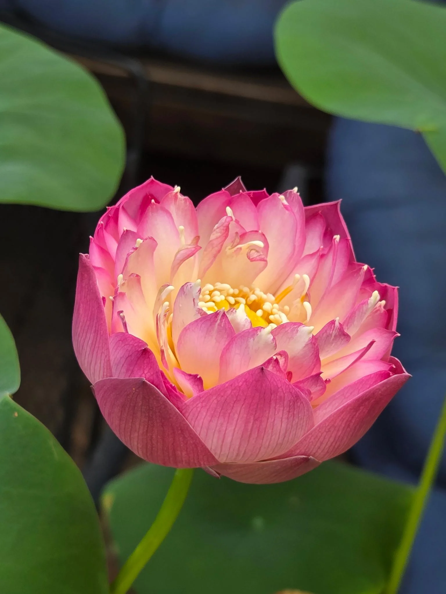 Fiore di loto in vaso: la pianta che fiorisce meglio se la lasci in pace