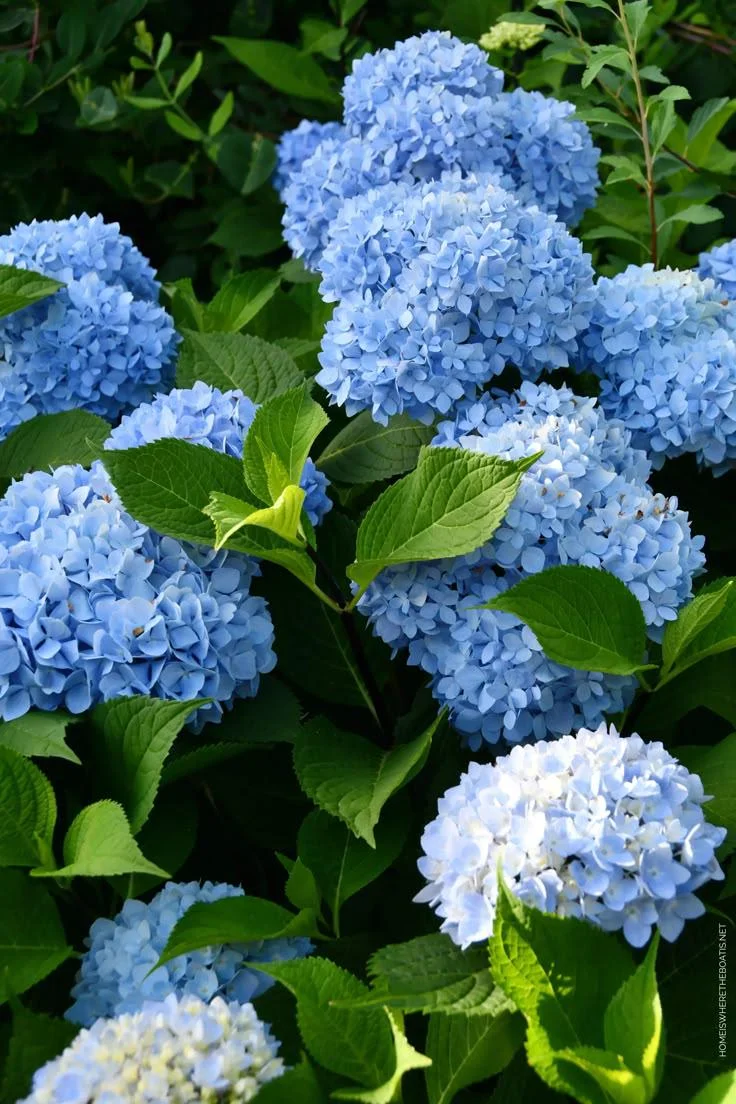 Fiori blu: perché sono così rari e quando è il terreno a decidere il colore