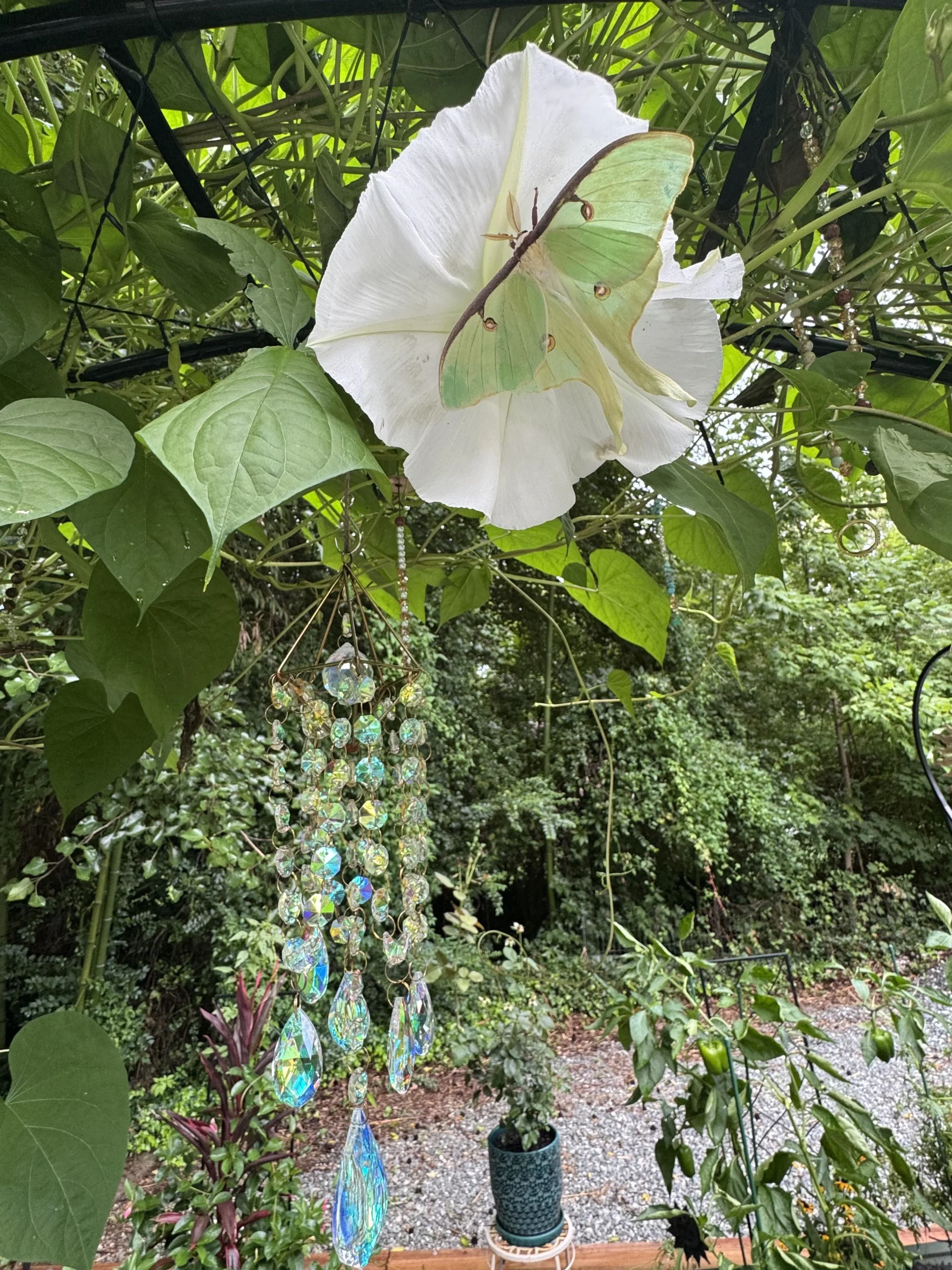 Fiori che si aprono di notte: l'orario segreto del giardino al buio, minuto per minuto