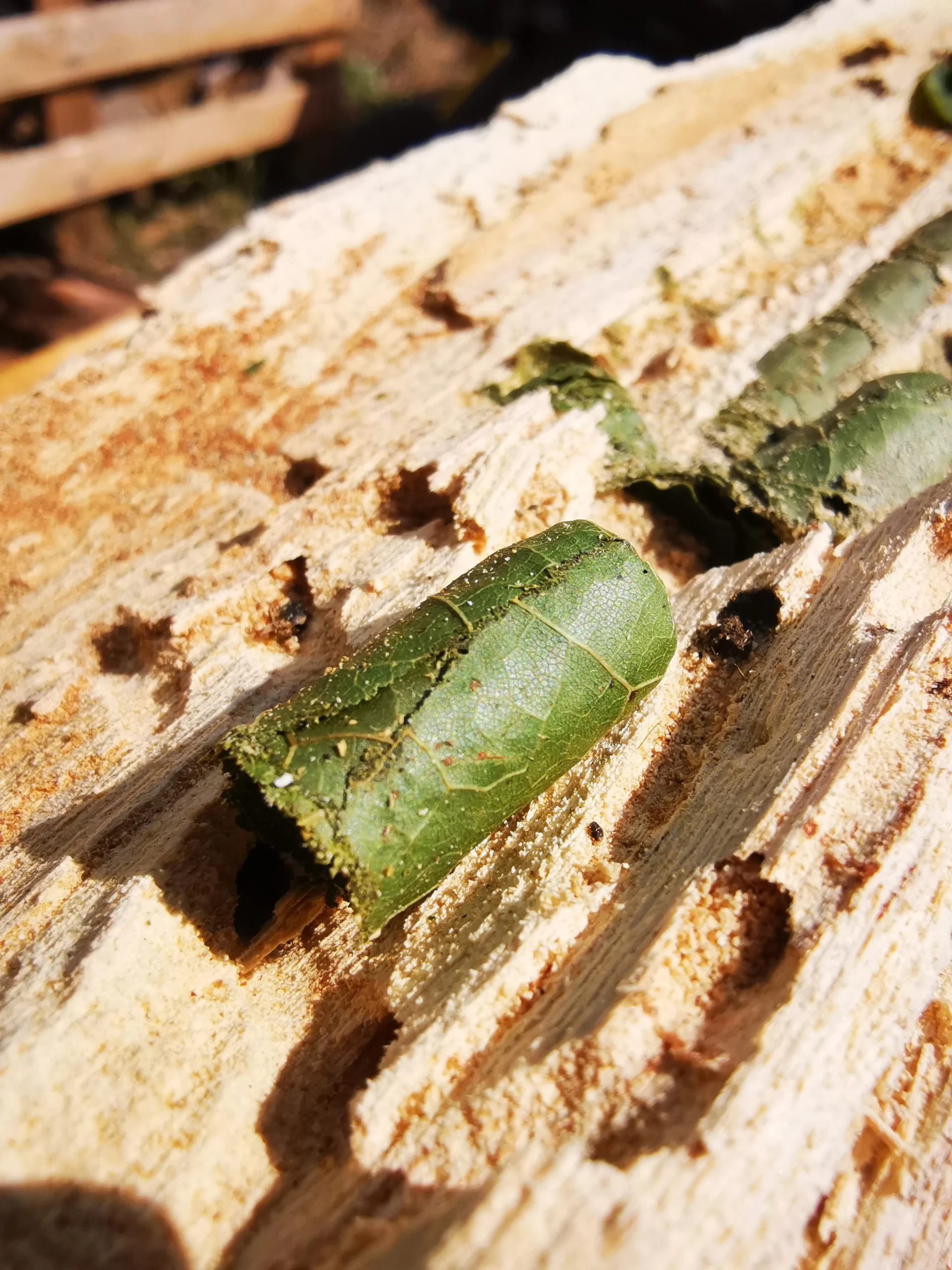 Foglie tagliate a cerchio perfetto in giardino? È l'ape tagliafoglie, non un parassita