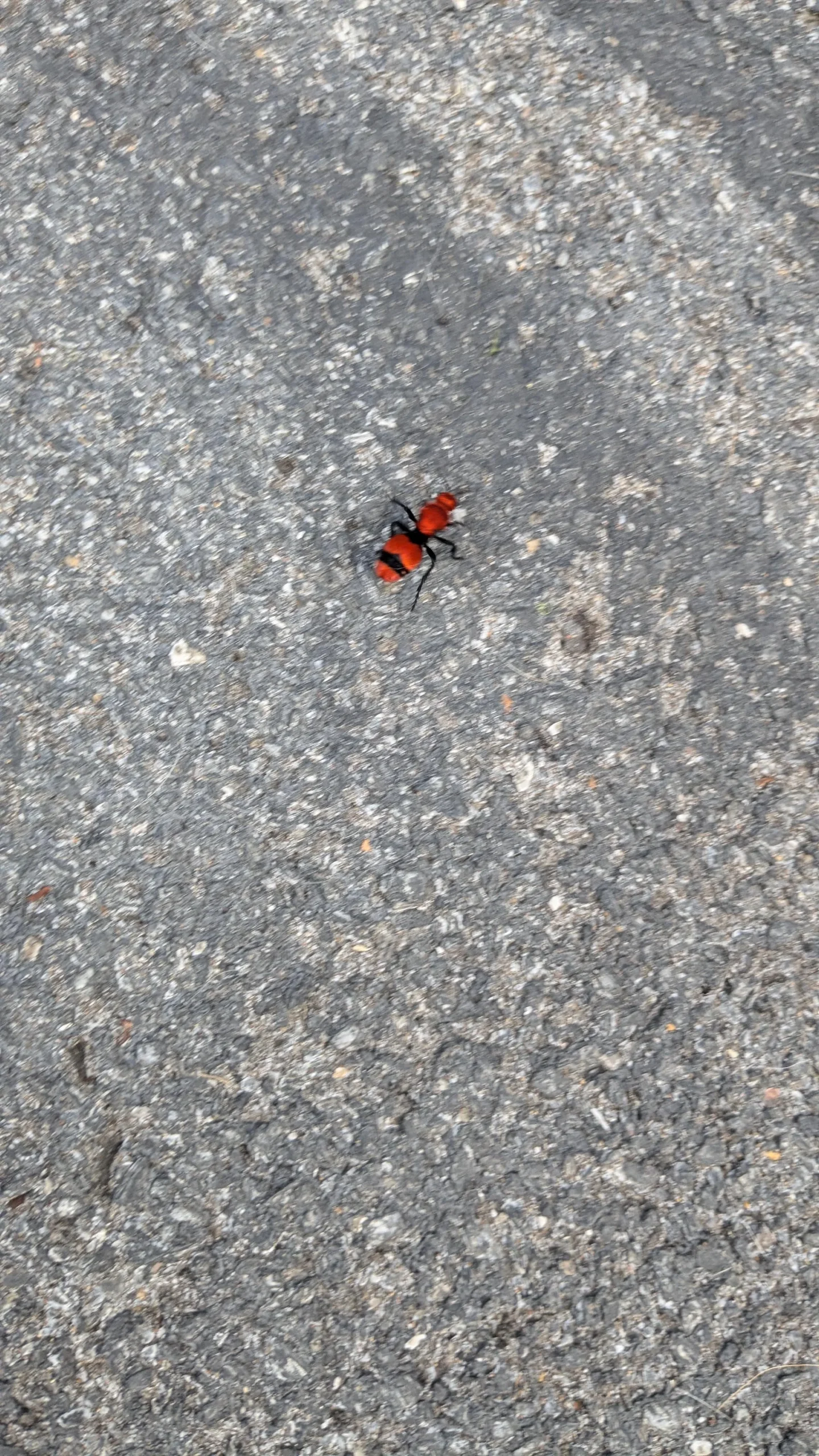 Formica di velluto: la finta formica rossa pelosa che in realtà è una vespa senza ali