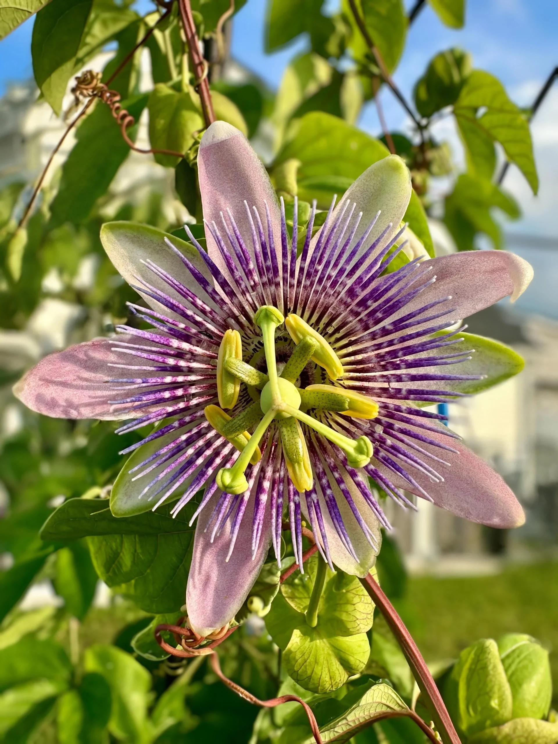 Formiche sulla passiflora e macchioline sulle foglie: non è un parassita, è la pianta che si difende