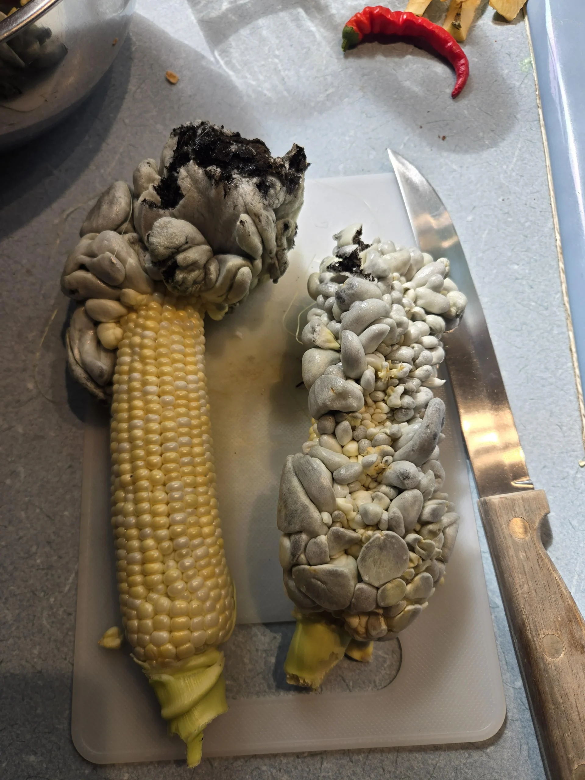 Galle grigie sulle pannocchie: non è mais rovinato, è huitlacoche (e si raccoglie in pochi giorni)