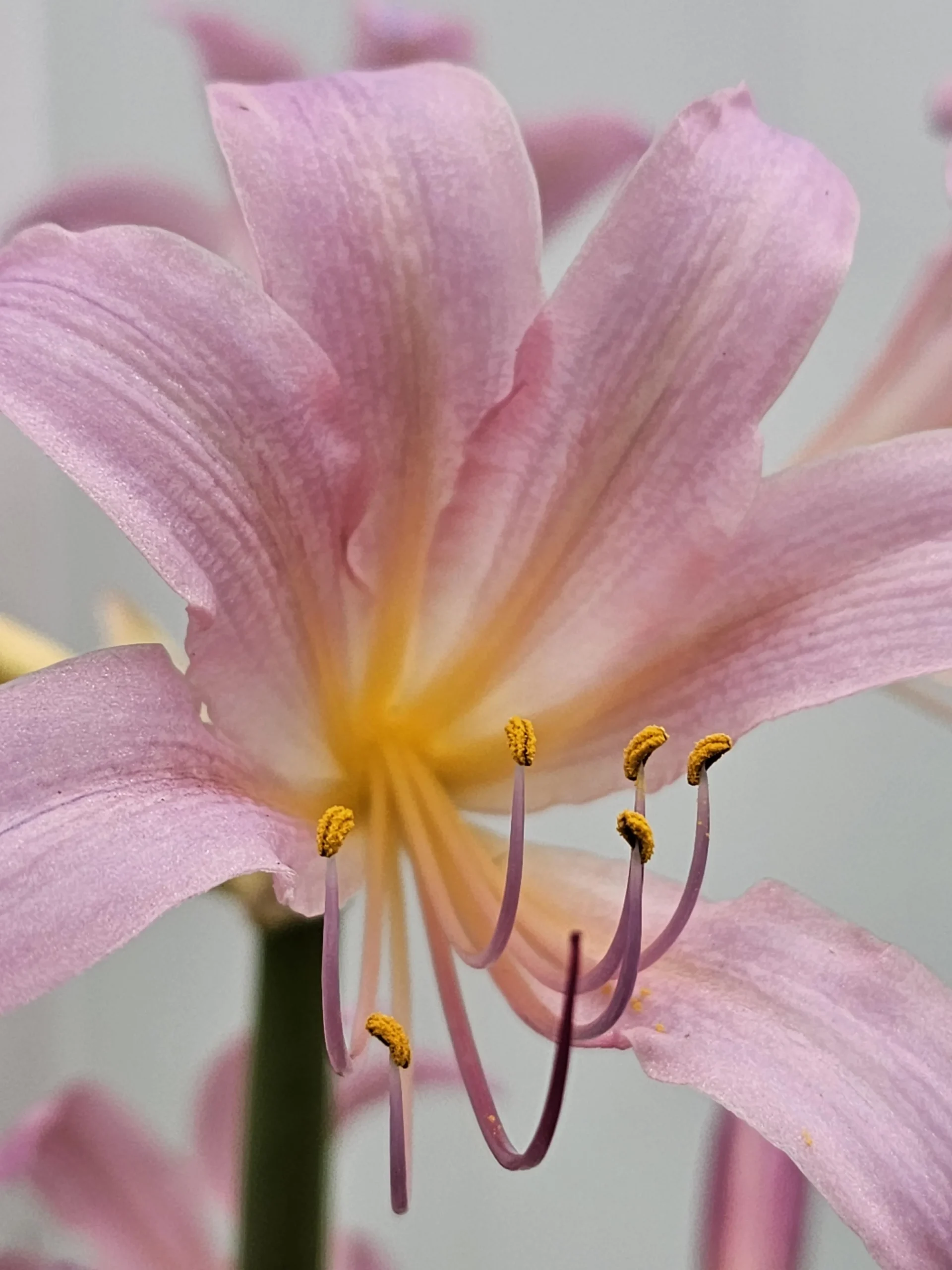 Giglio sorpresa (Lycoris squamigera): guida alla coltivazione e alla fioritura di fine estate