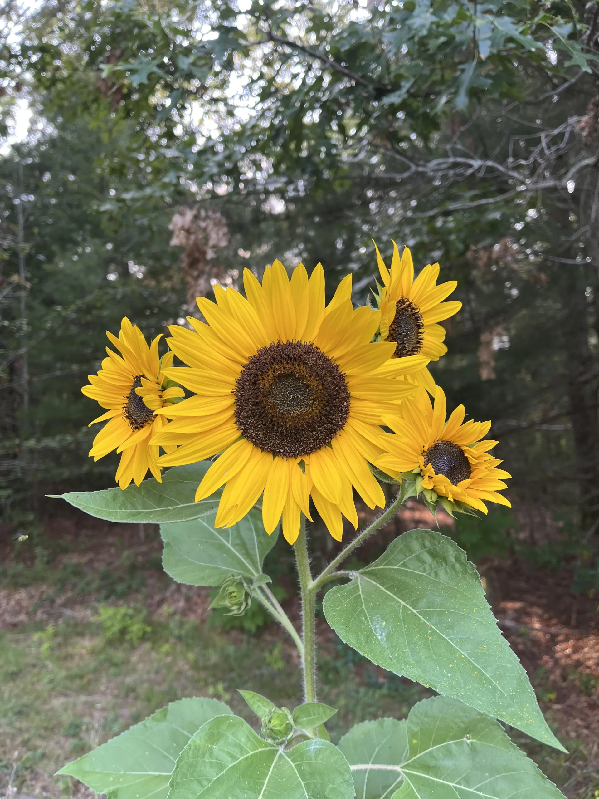 Girasole con più fiori su una pianta: perché succede e quando togliere i capolini secondari