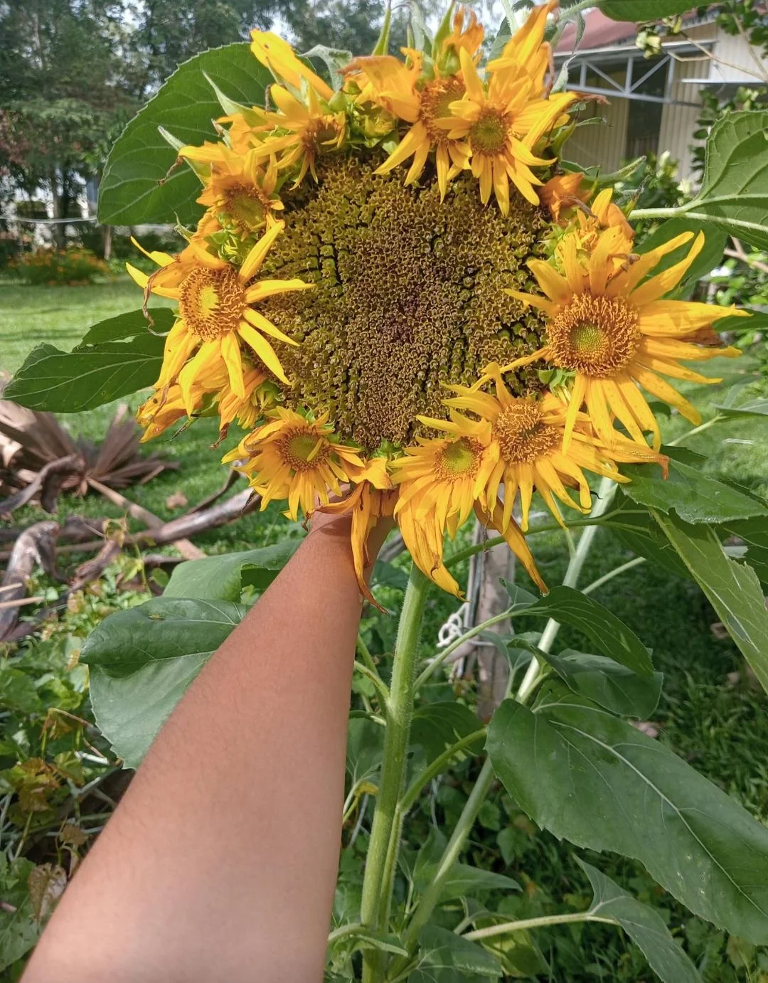 Girasole con più teste o corone di mini-fiori? Come leggere le mutazioni del girasole