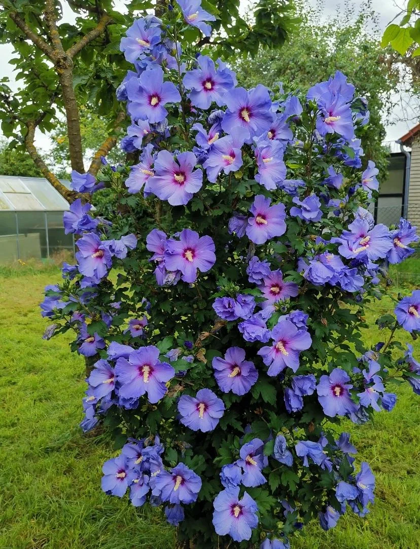 Ibisco blu: perché il fiore vira al malva dopo tre ore di sole e come ottenere il tono più freddo