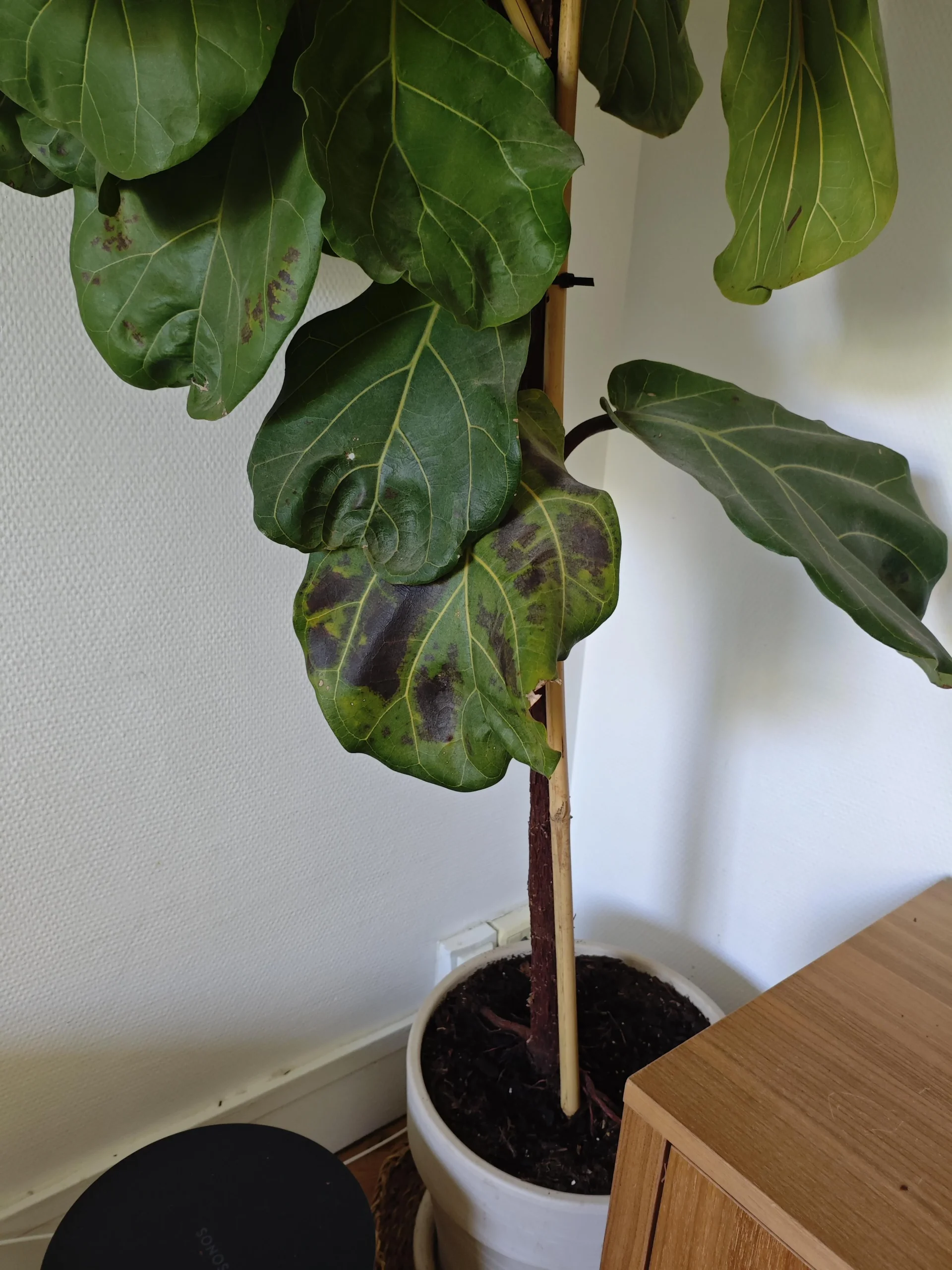 Il Ficus lyrata perde le foglie dopo il trasloco? Ecco come capire se è solo shock o marciume