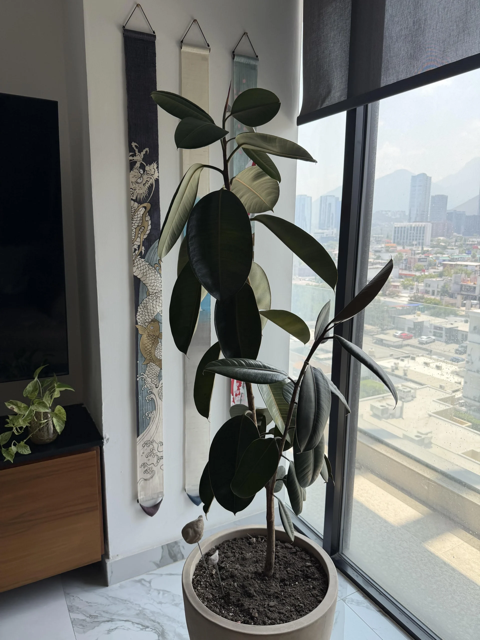 Il ficus elastica perde le foglie: le tre firme che ti dicono se è normale o se le radici sono in crisi