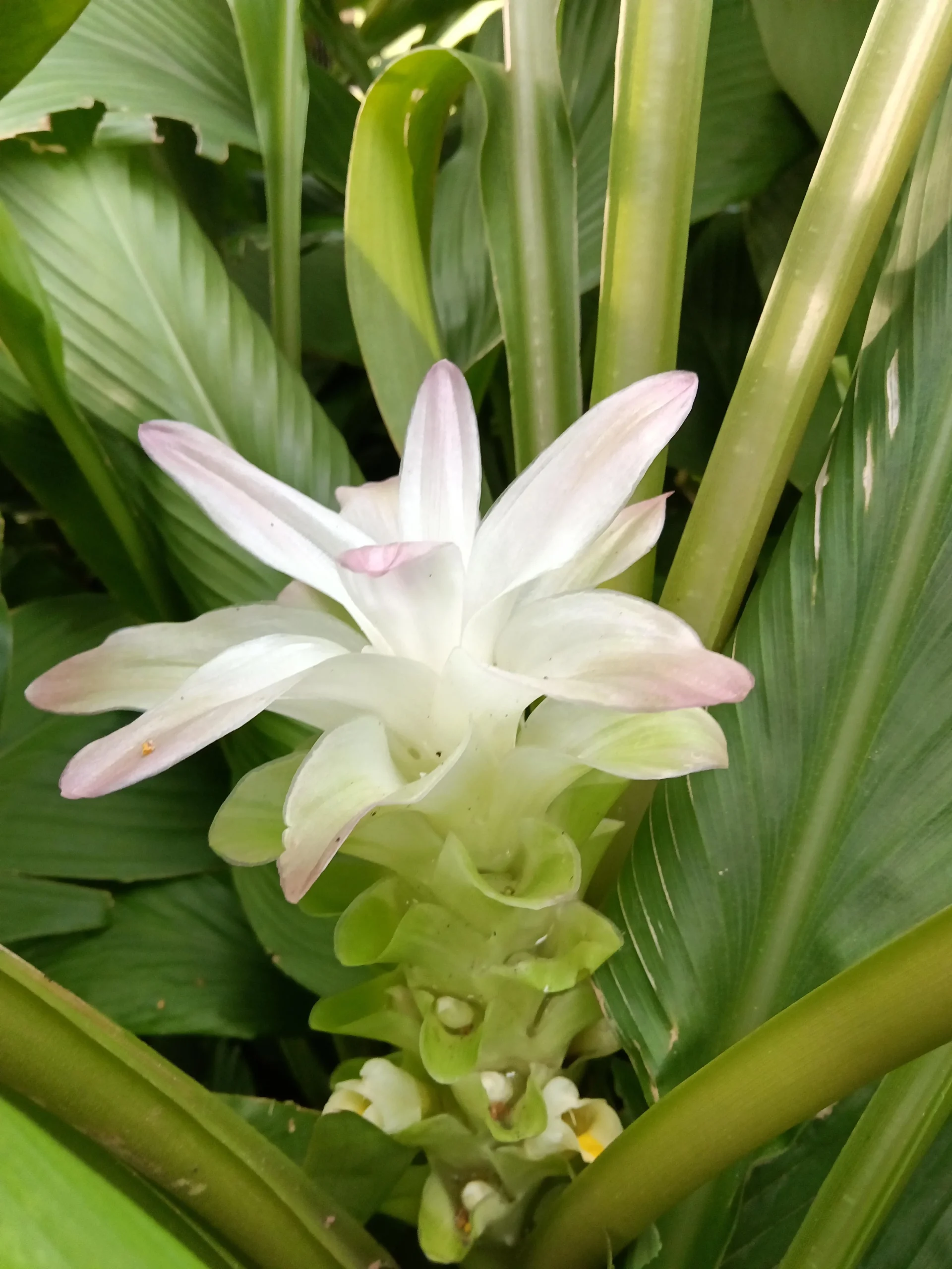 Il fiore di curcuma in vaso: cosa sta dicendo davvero quel cono rosa di fine estate