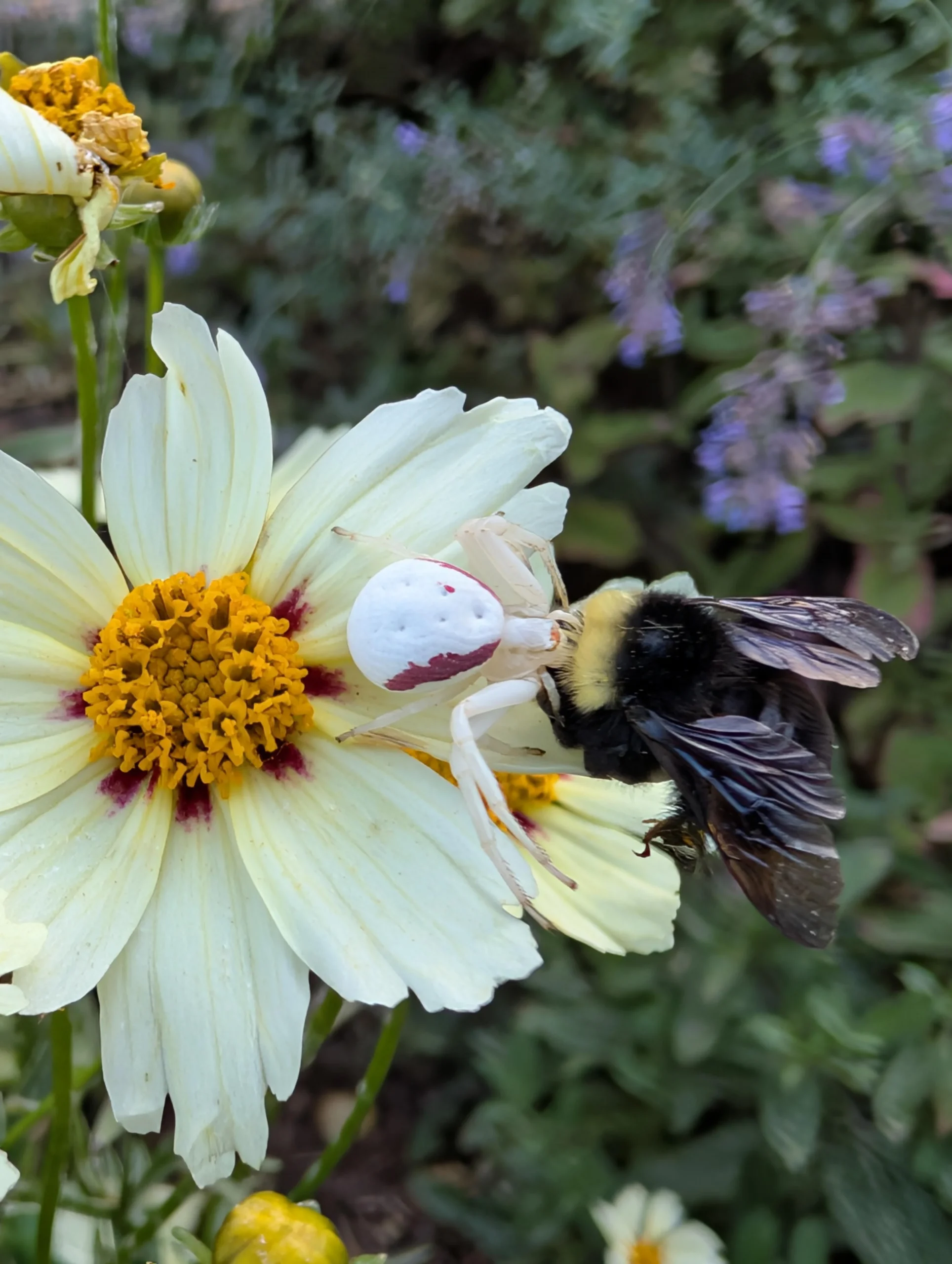 Il ragno granchio sui fiori: il cacciatore invisibile che si nasconde tra i petali gialli