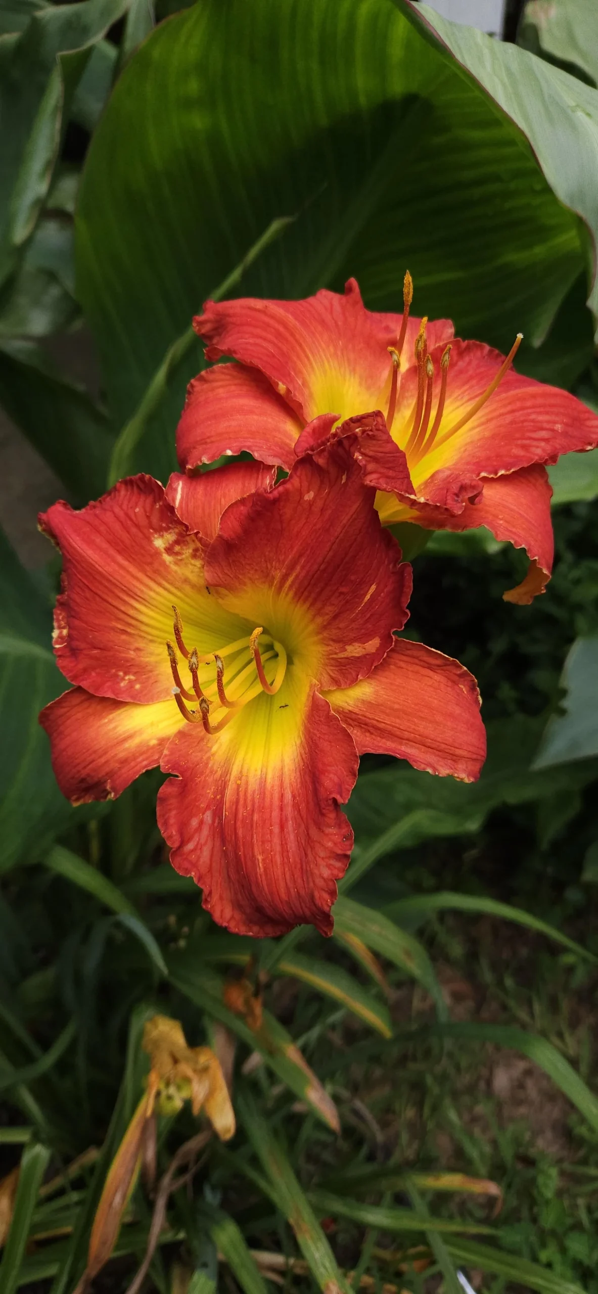 Incrociare emerocallidi: come creare una varietà tutta tua con fiori che vivono un solo giorno